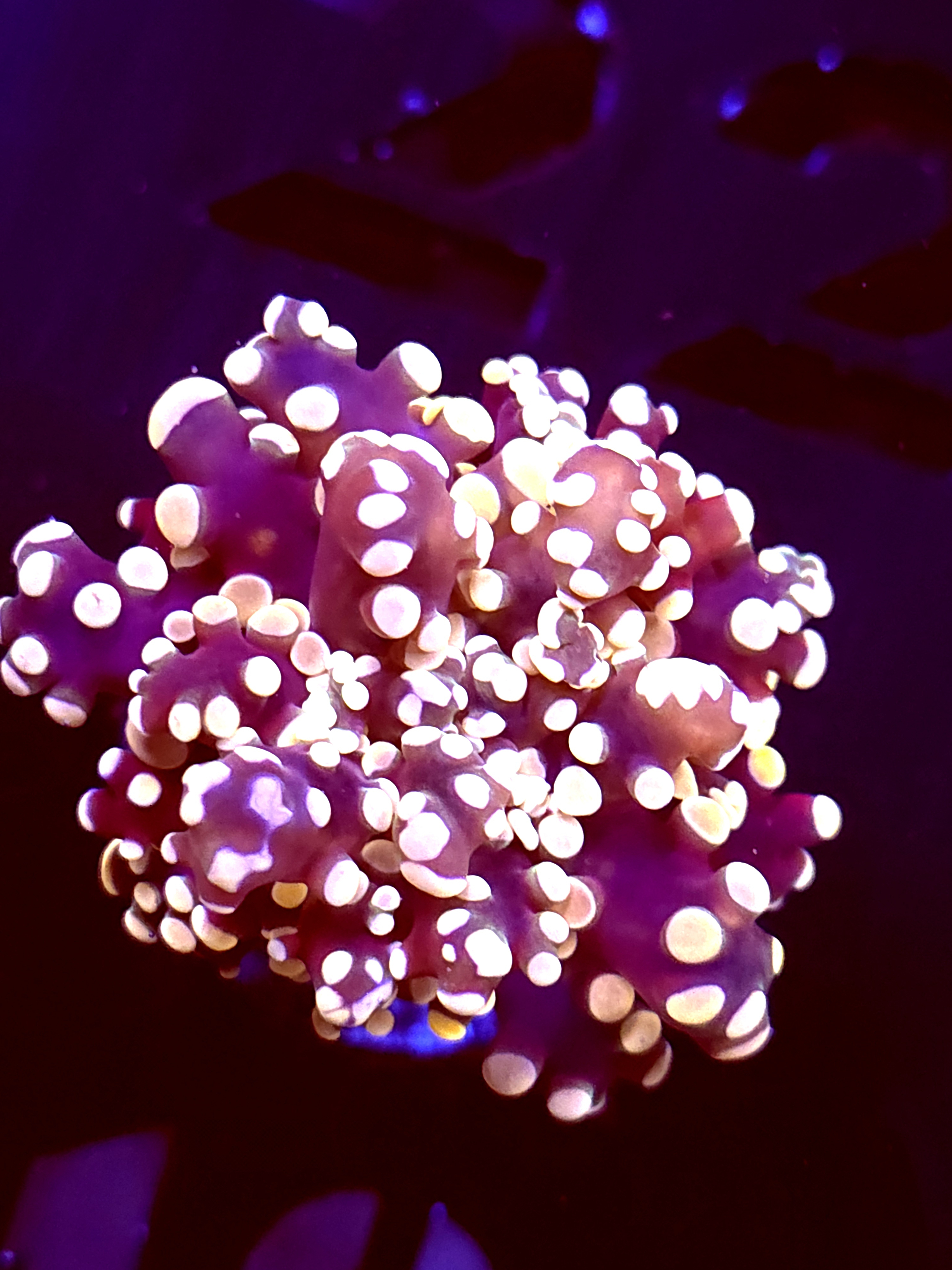 SBB " Princess Peach" Frogspawn