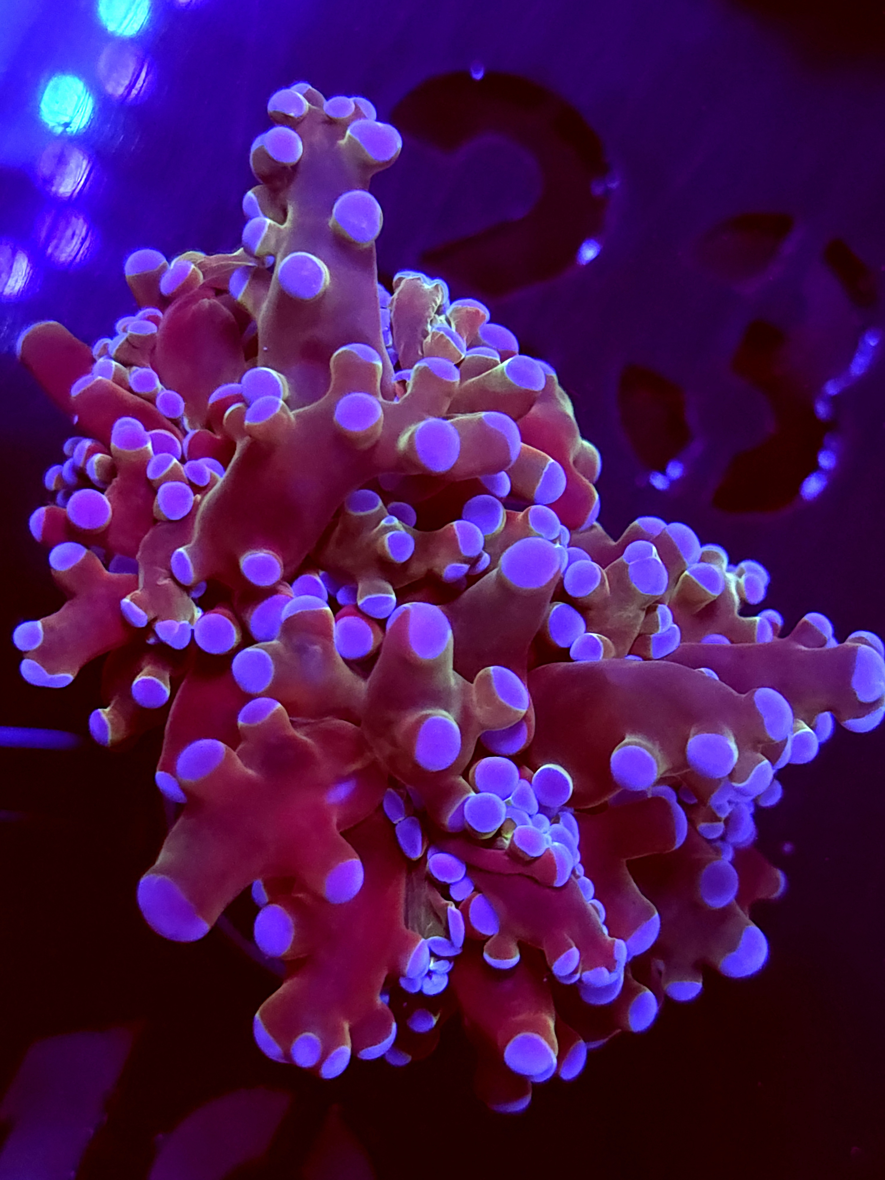 SBB " Blues Clues" Frogspawn