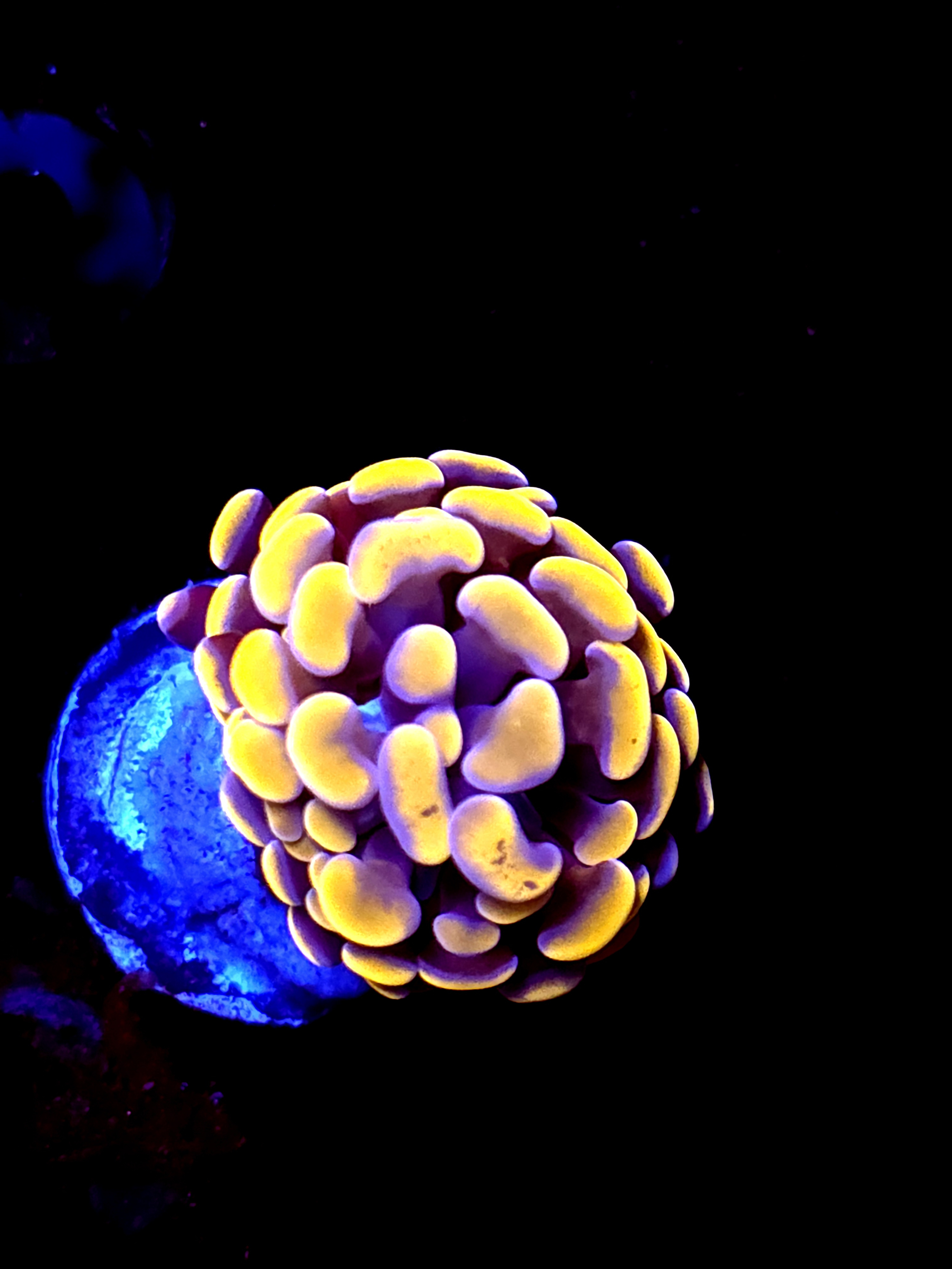 SBB Orange Indo Hammer