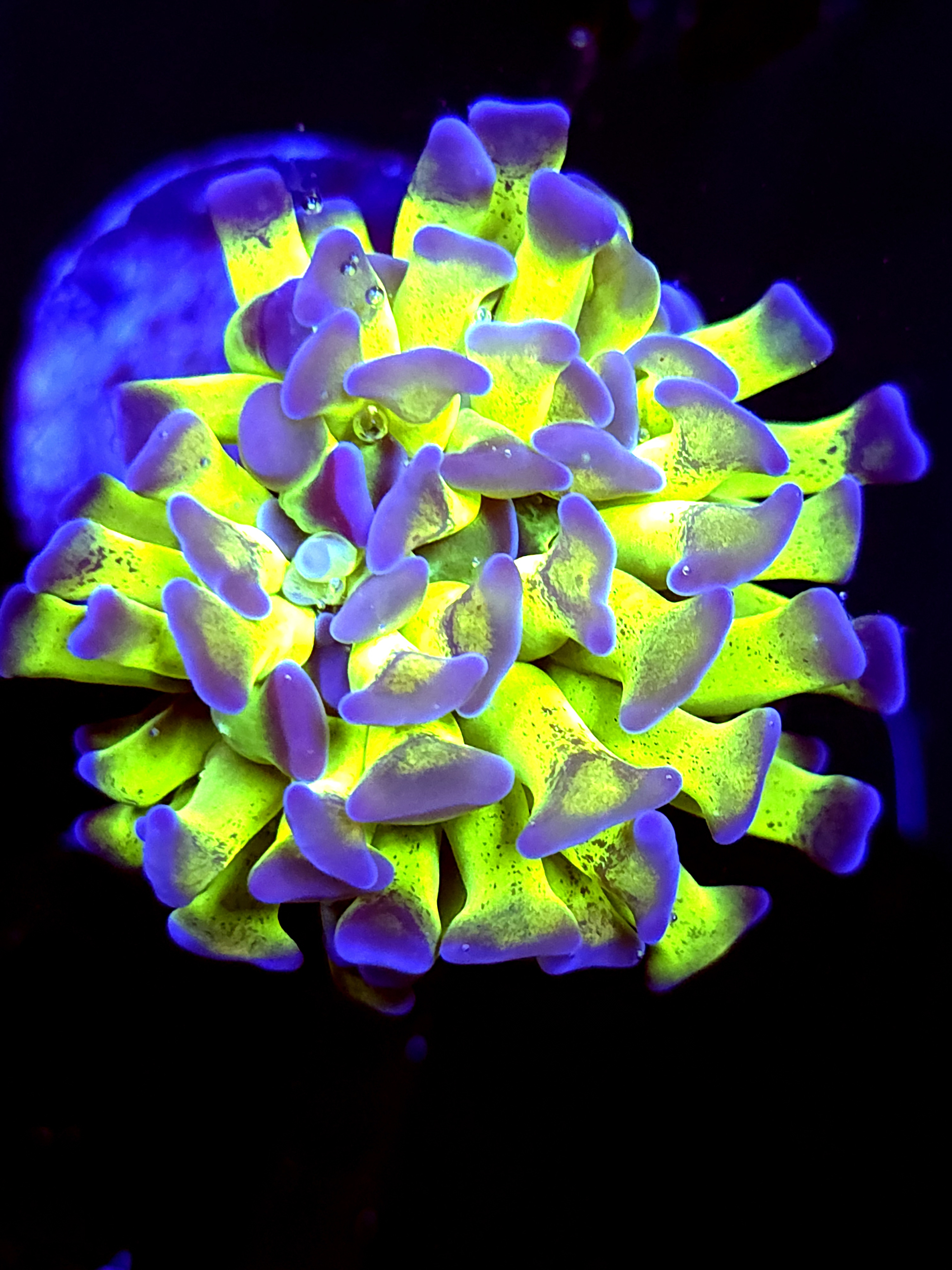 SBB Green Stem blue tip hammer