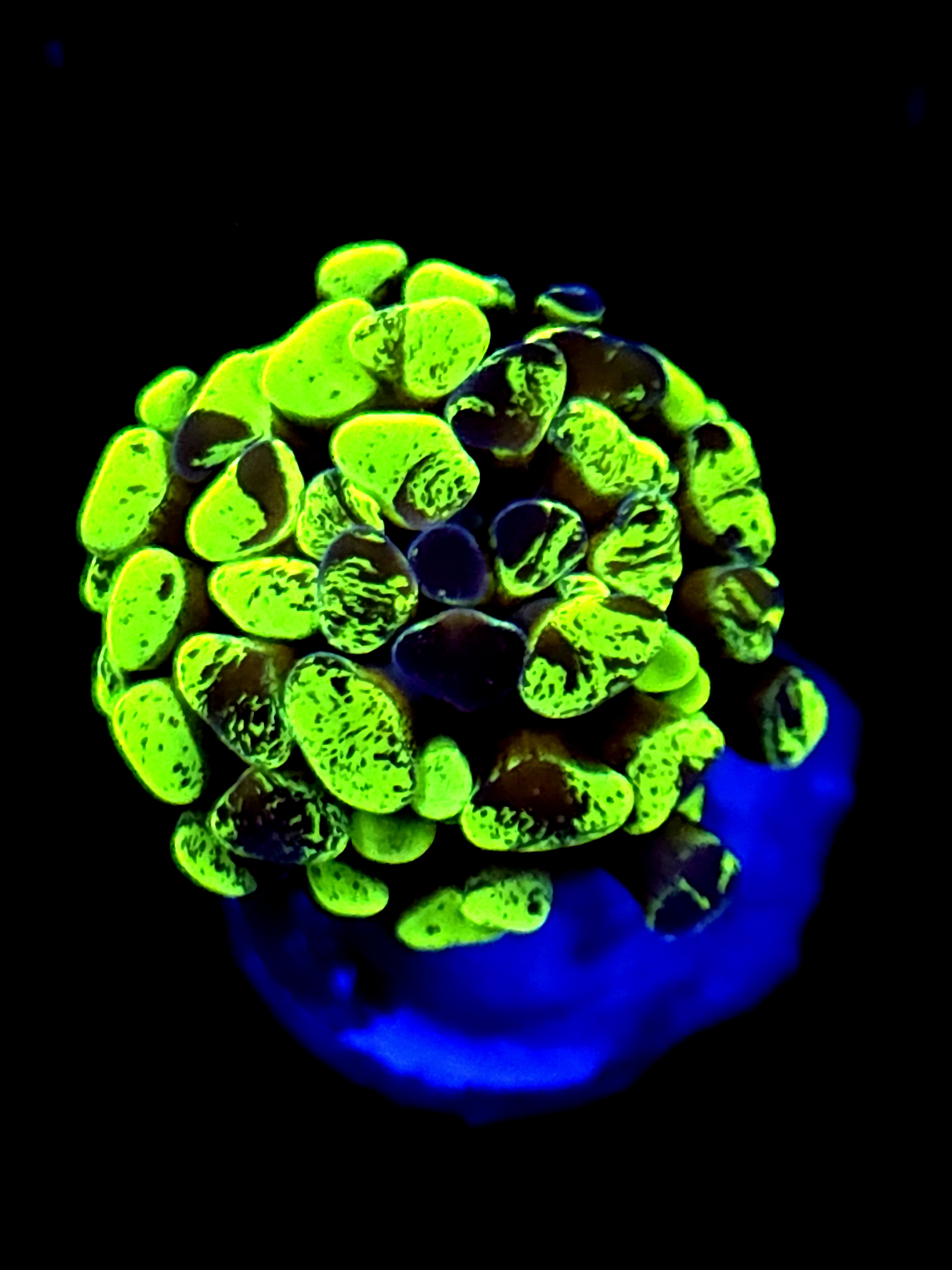 SBB " Green Marble" Hammer