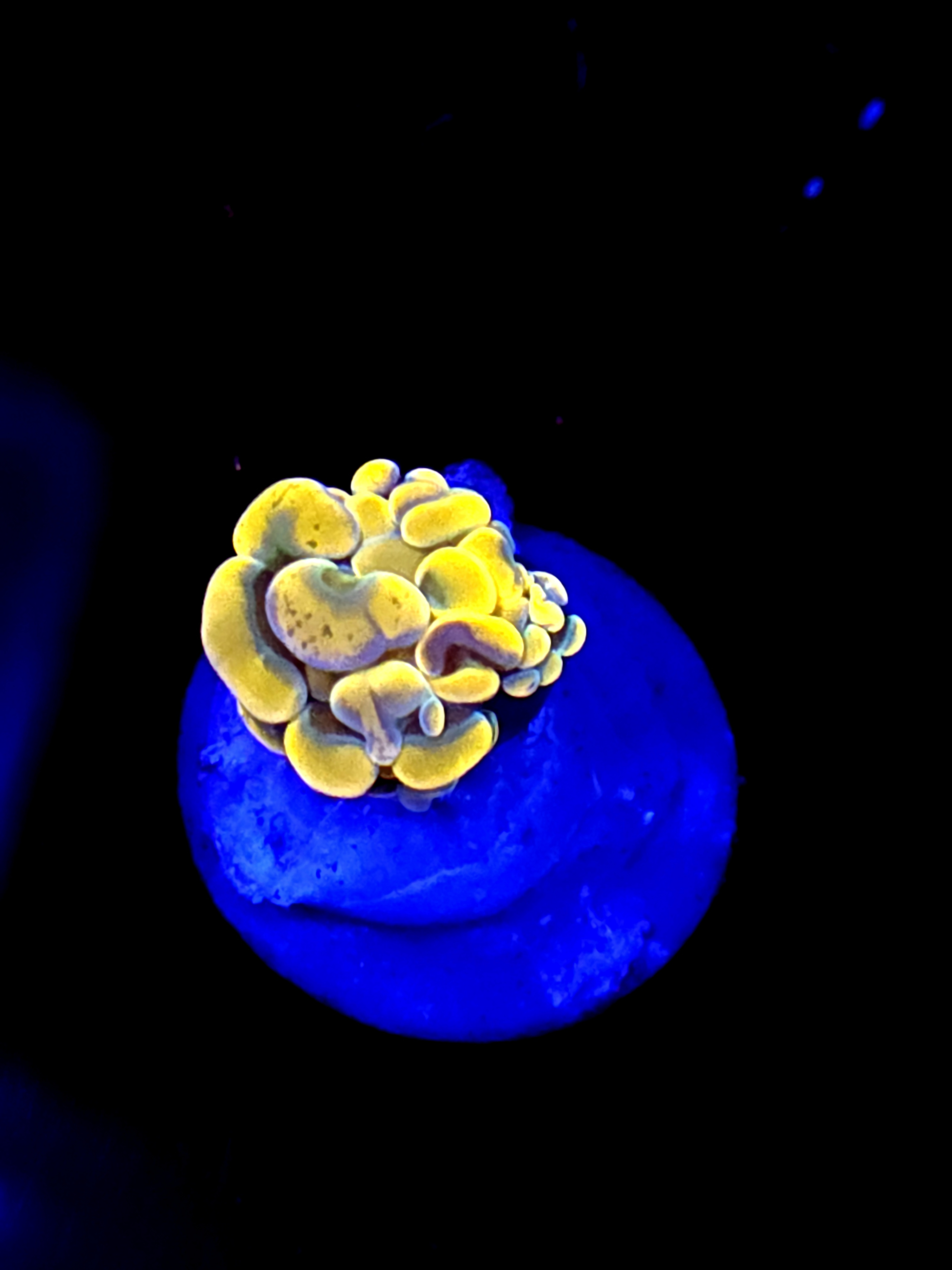 SBB Orange Indo Hammer