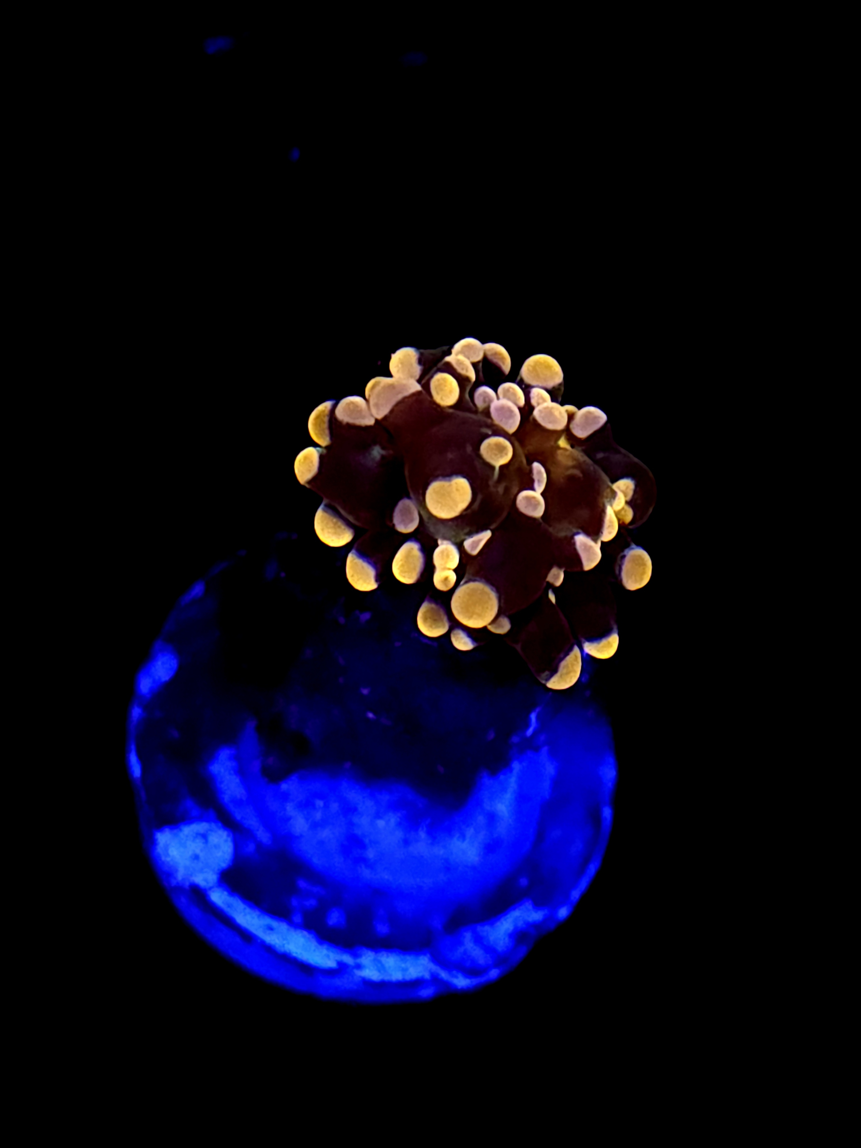 SBB Orange Indo Hammer