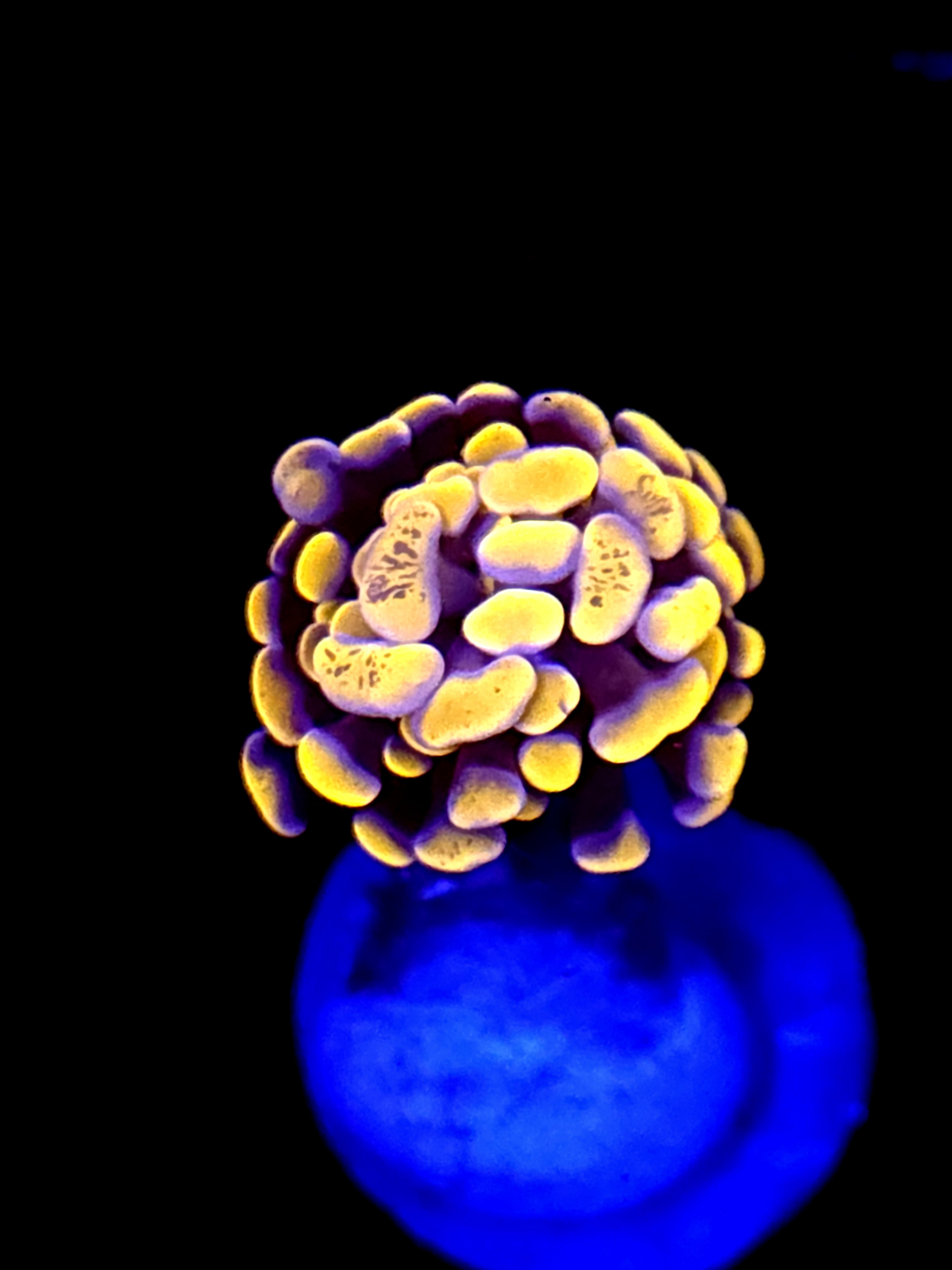 SBB Orange Indo Hammer