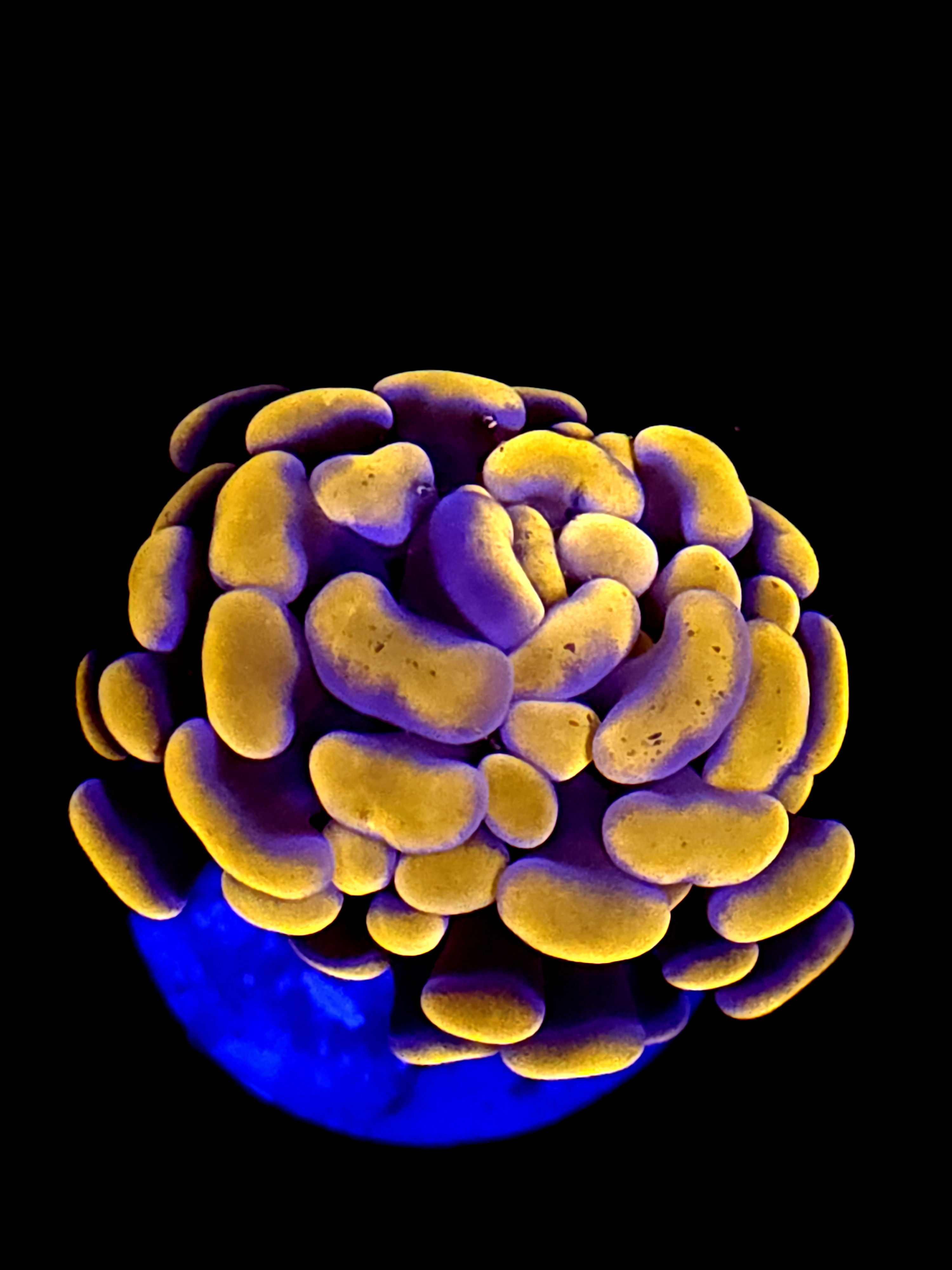 SBB Orange Indo Hammer