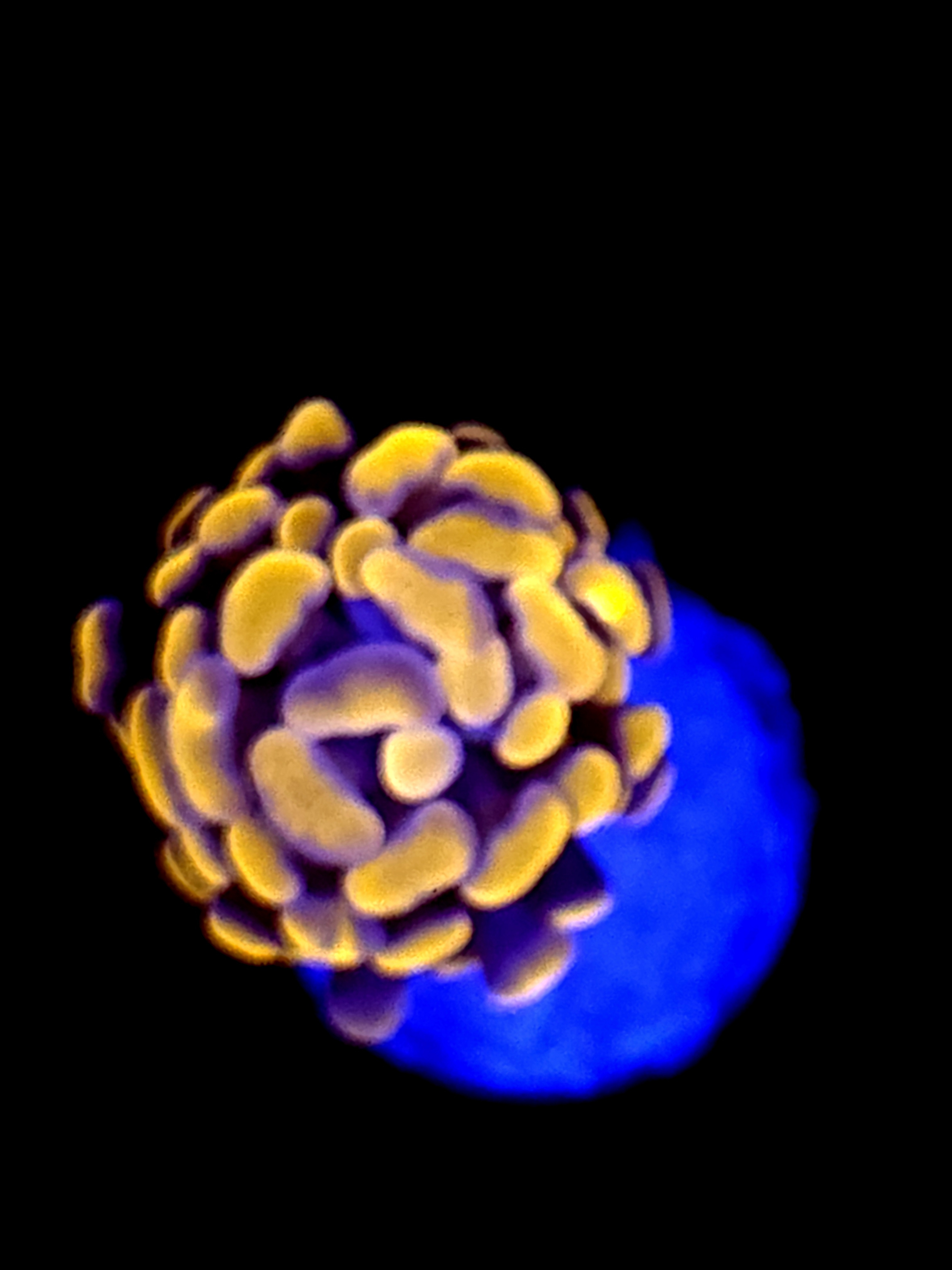 SBB Orange Indo Hammer