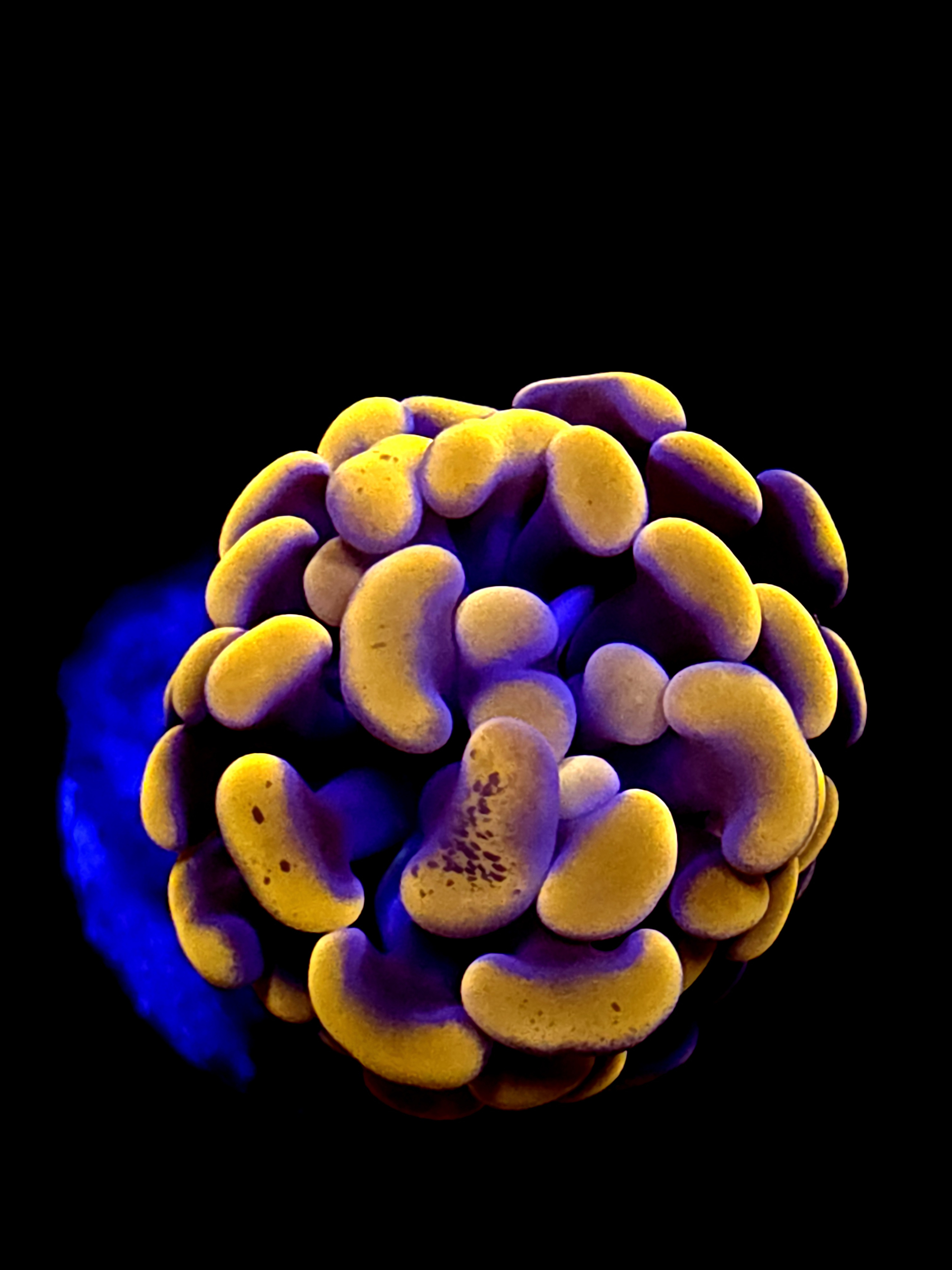 SBB Orange Indo Hammer