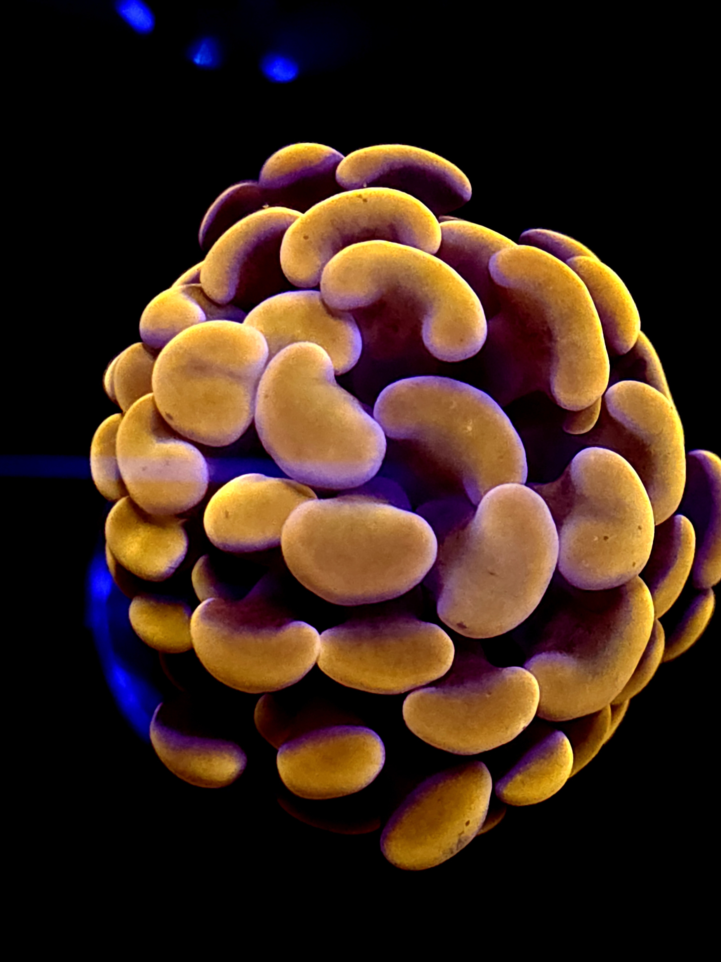 SBB Orange Indo Hammer