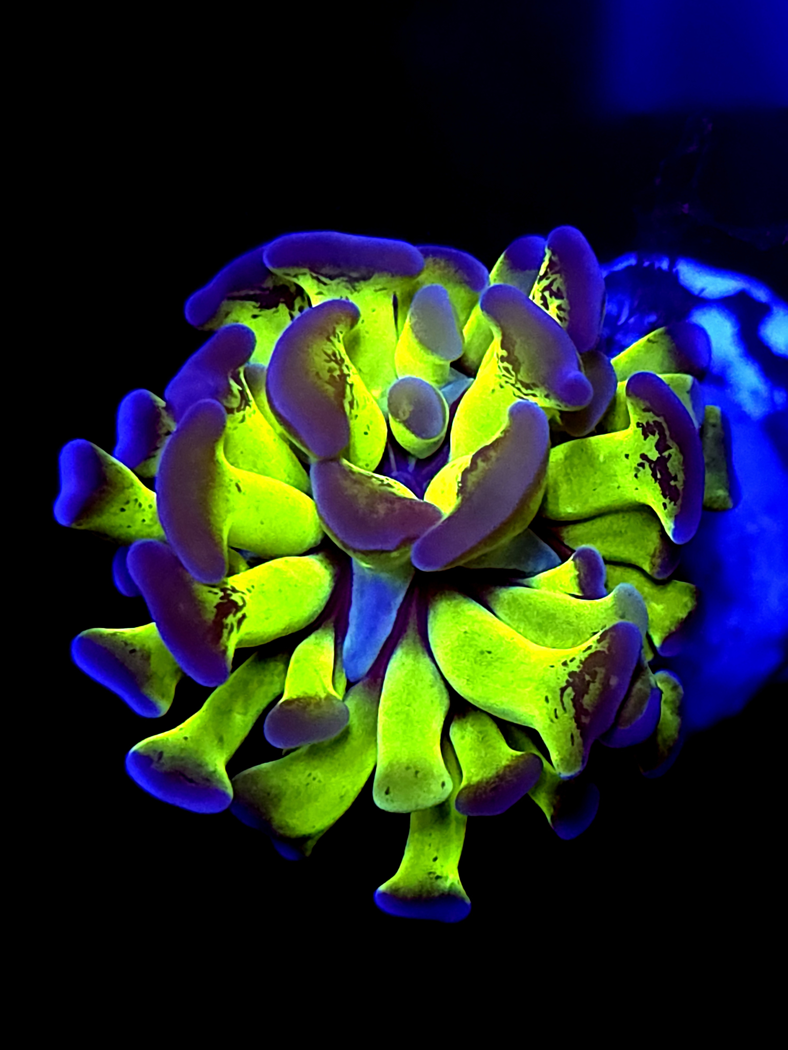 SBB Green Stem blue tip hammer