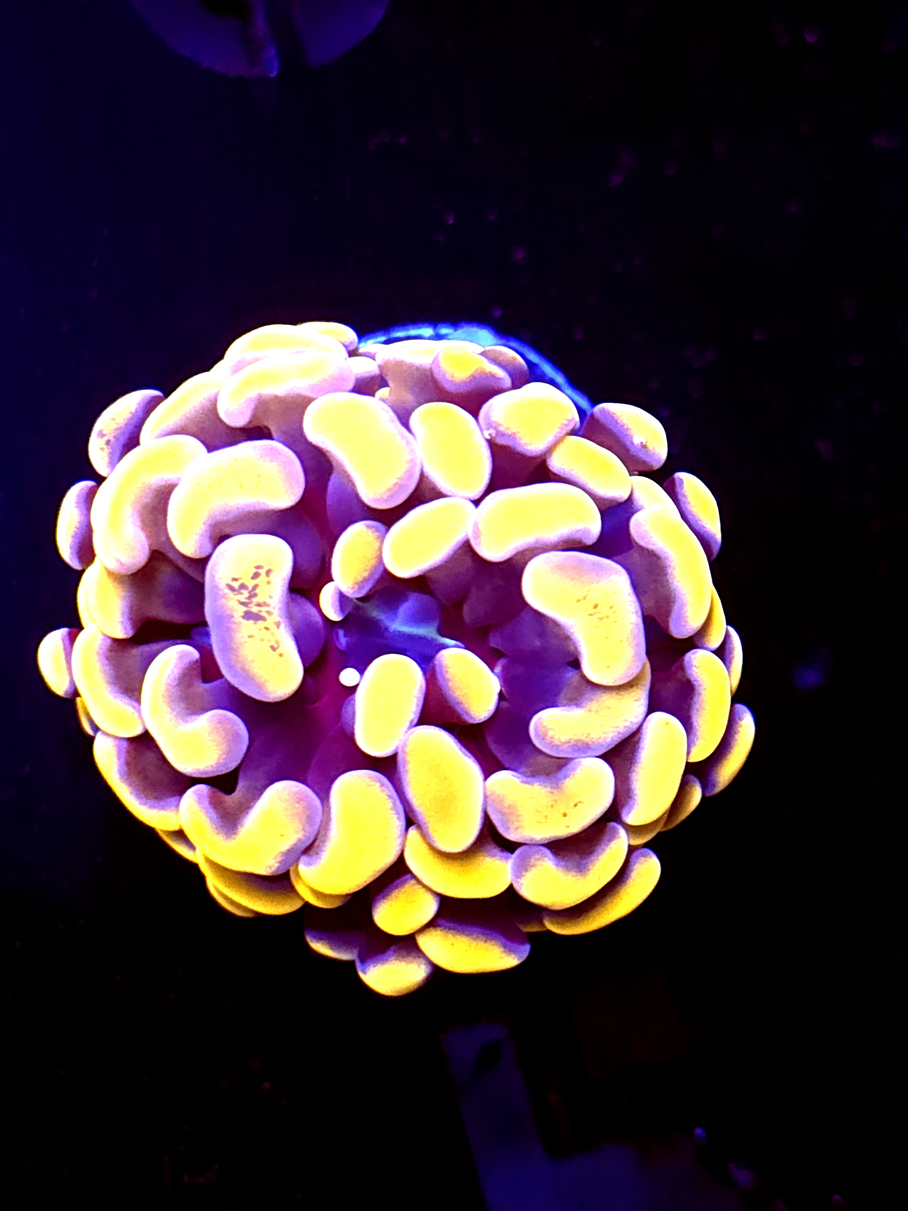 SBB Orange Indo Hammer