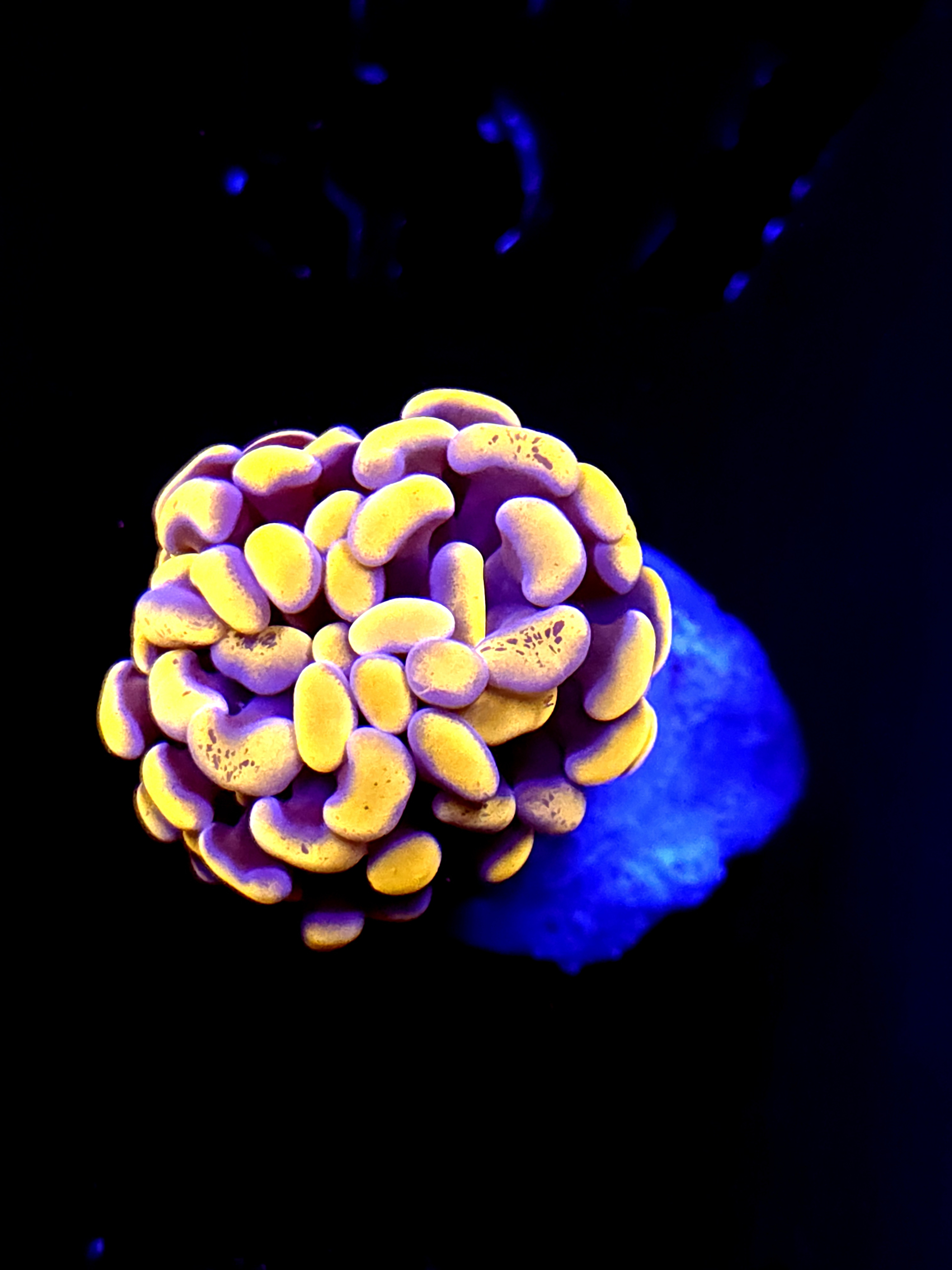 SBB Orange Indo Hammer