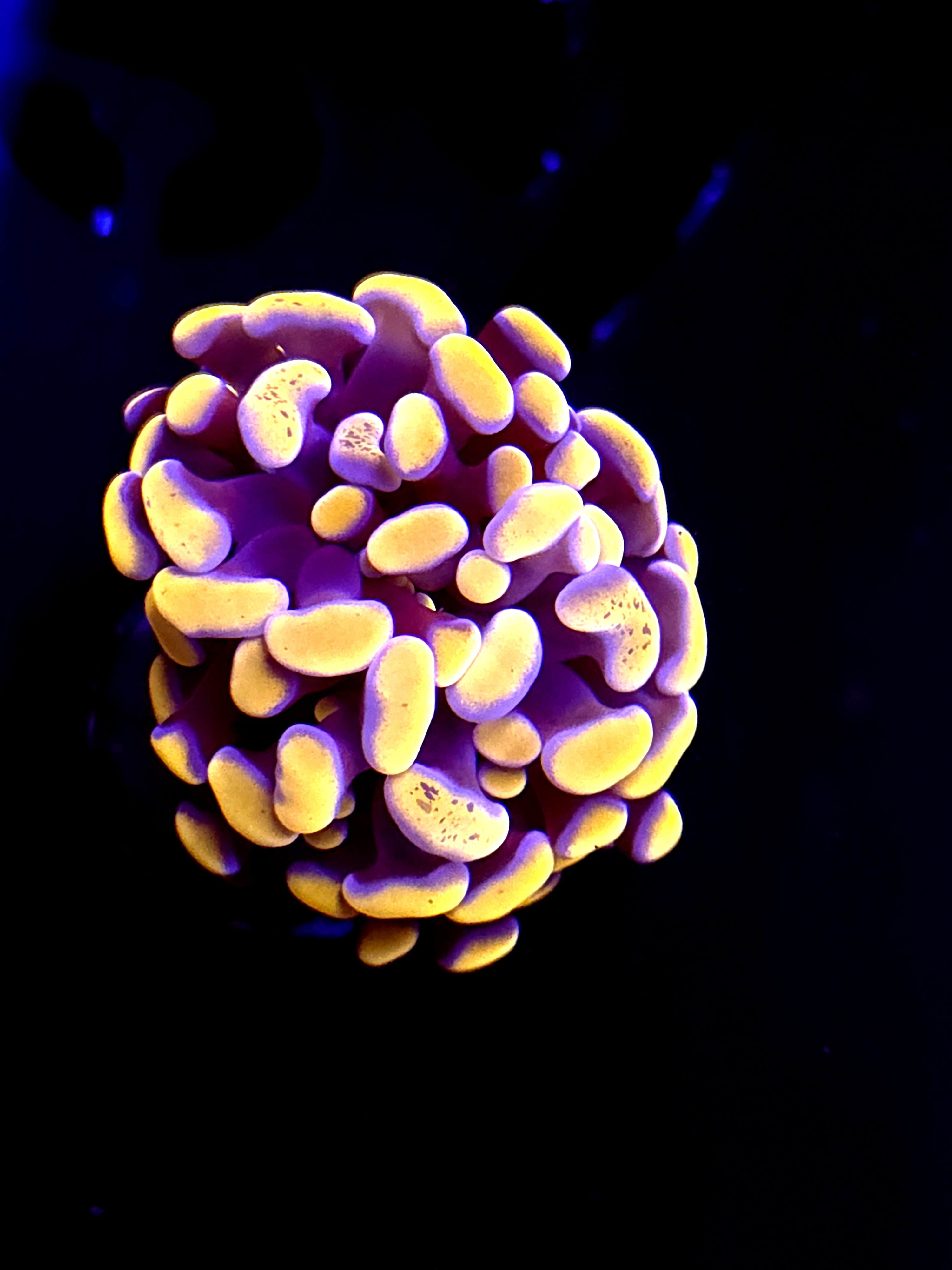 SBB Orange Indo Hammer