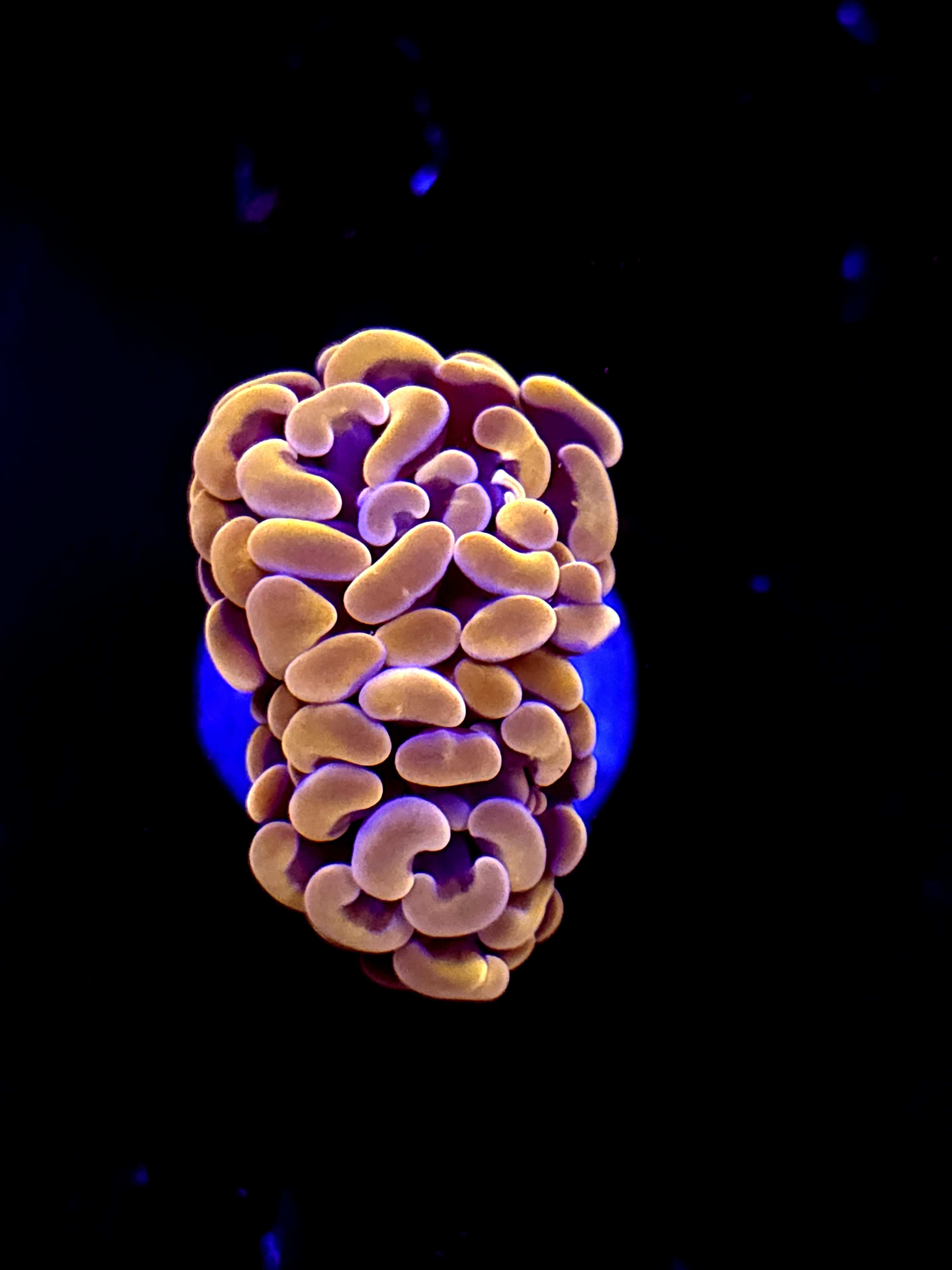 SBB Orange Indo Hammer