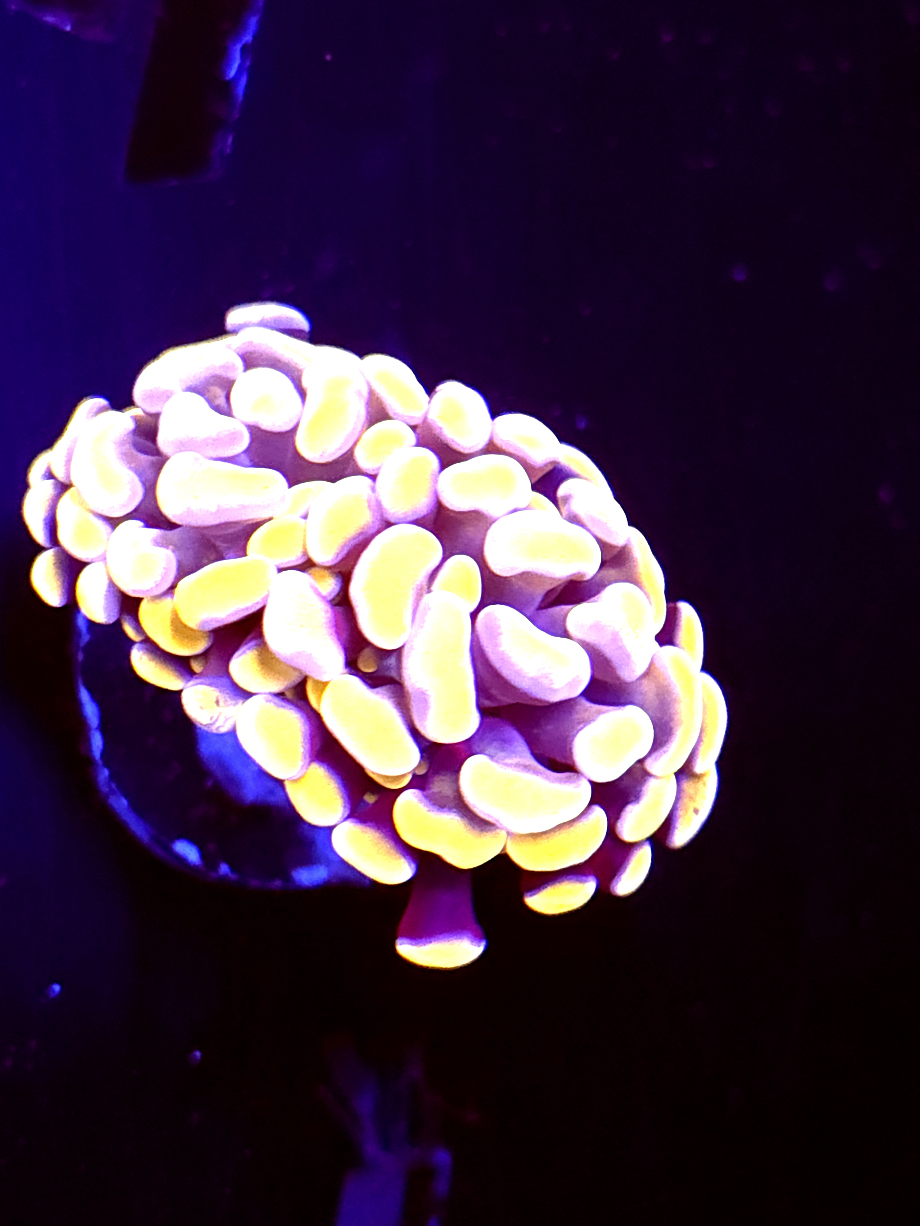 SBB Orange Indo Hammer