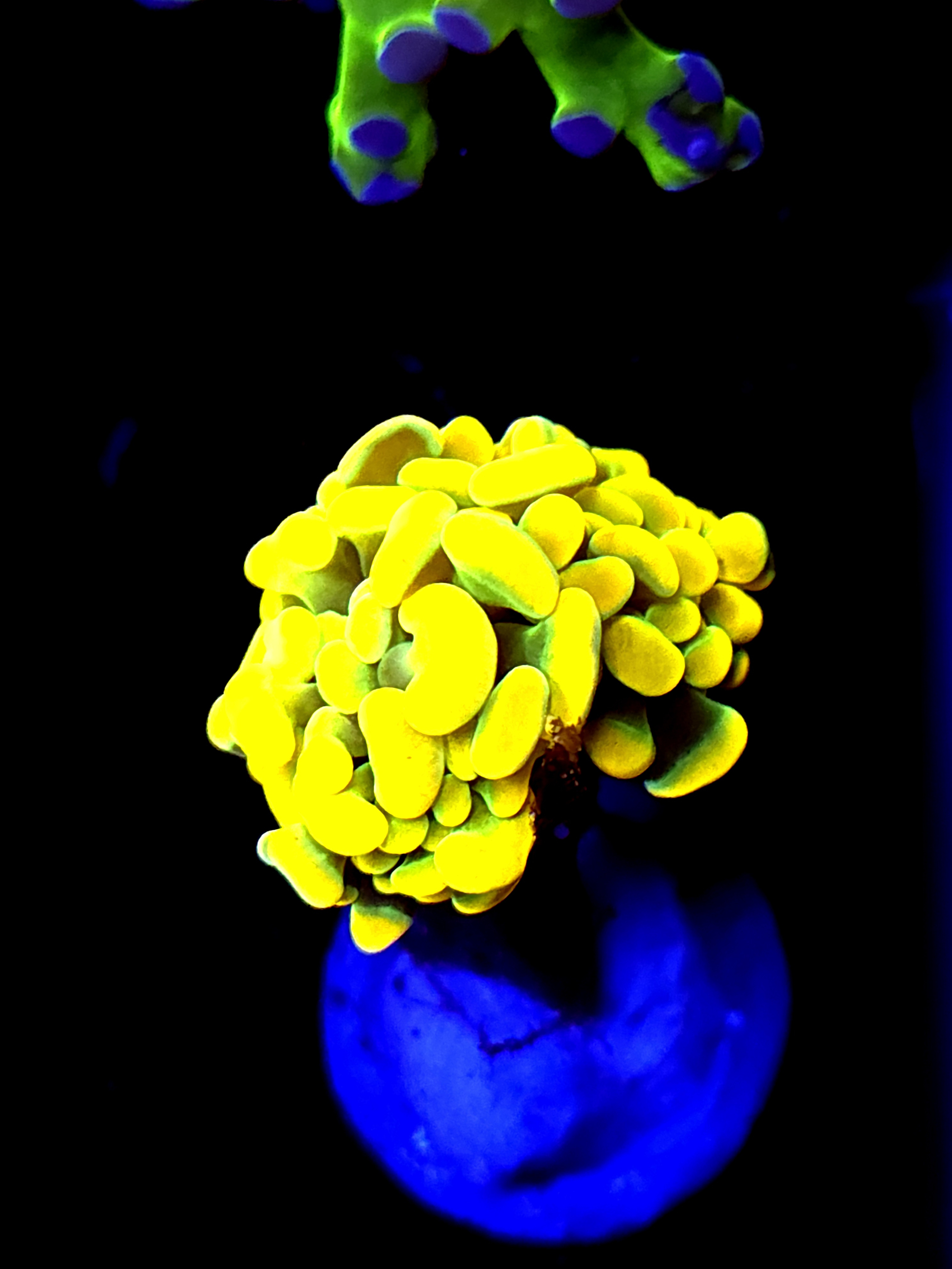 SBB " Big Bird" Yellow Hammer