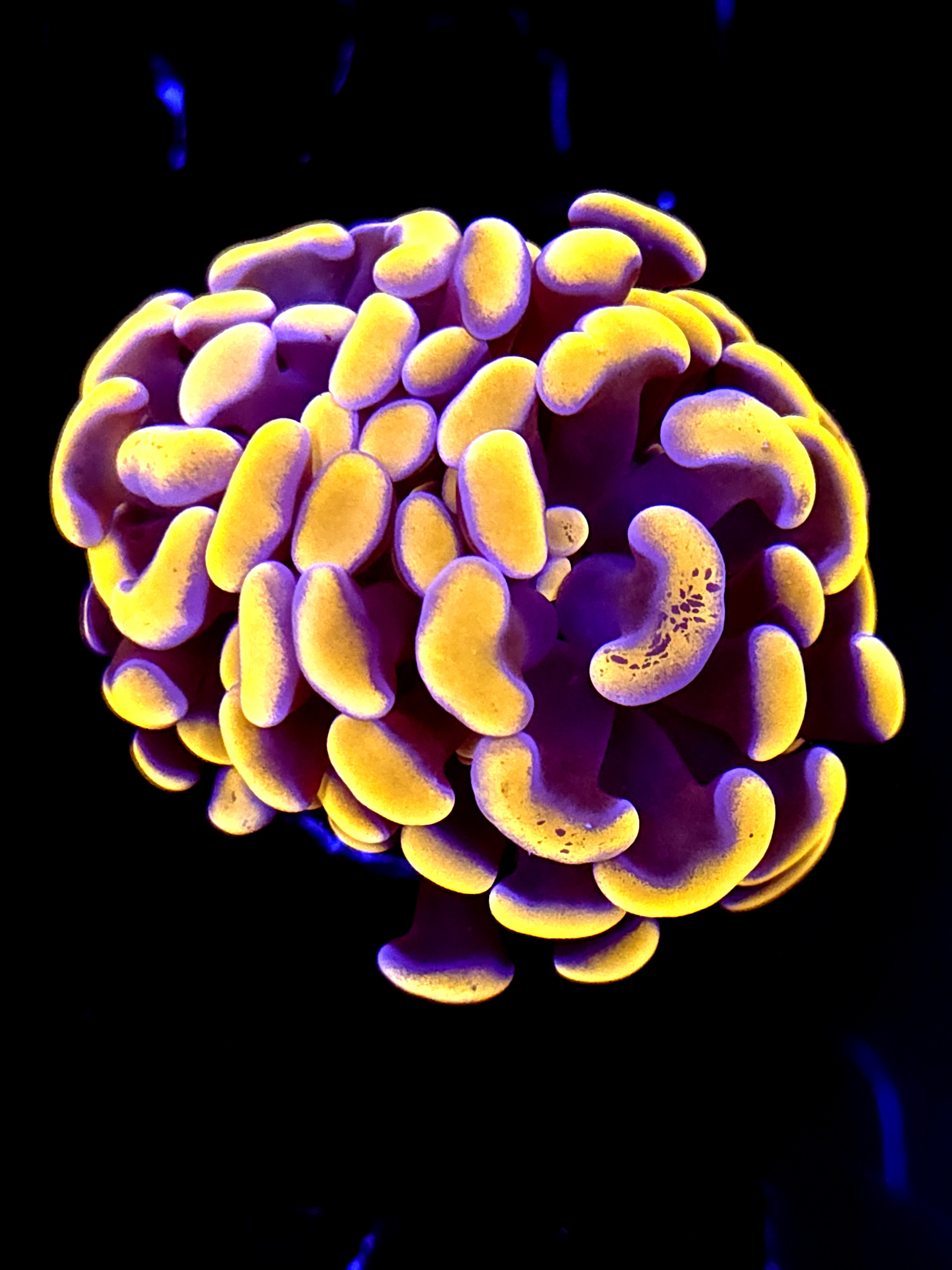 SBB Orange Indo Hammer