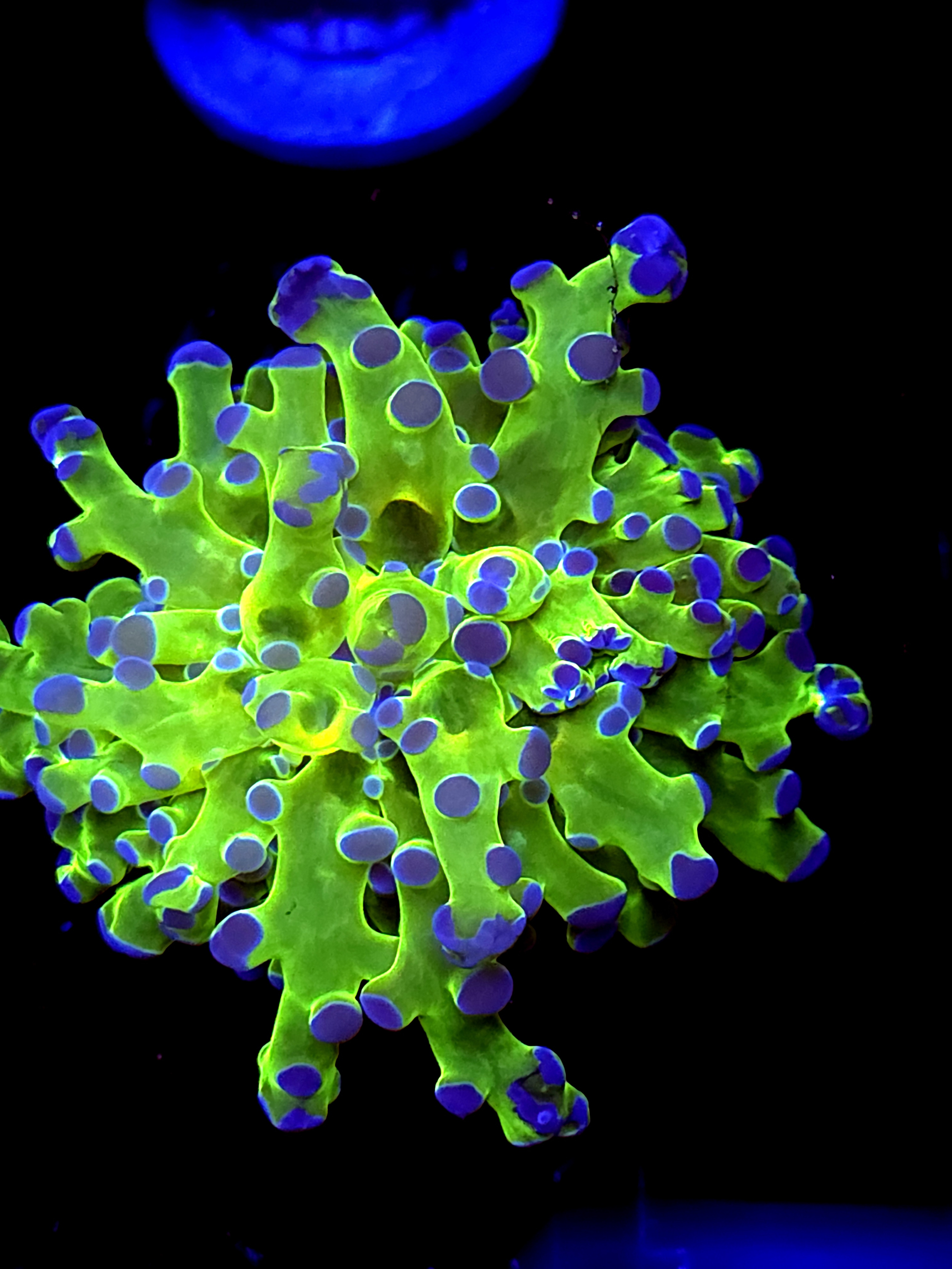 SBB " Green Hulk" Frogspawn