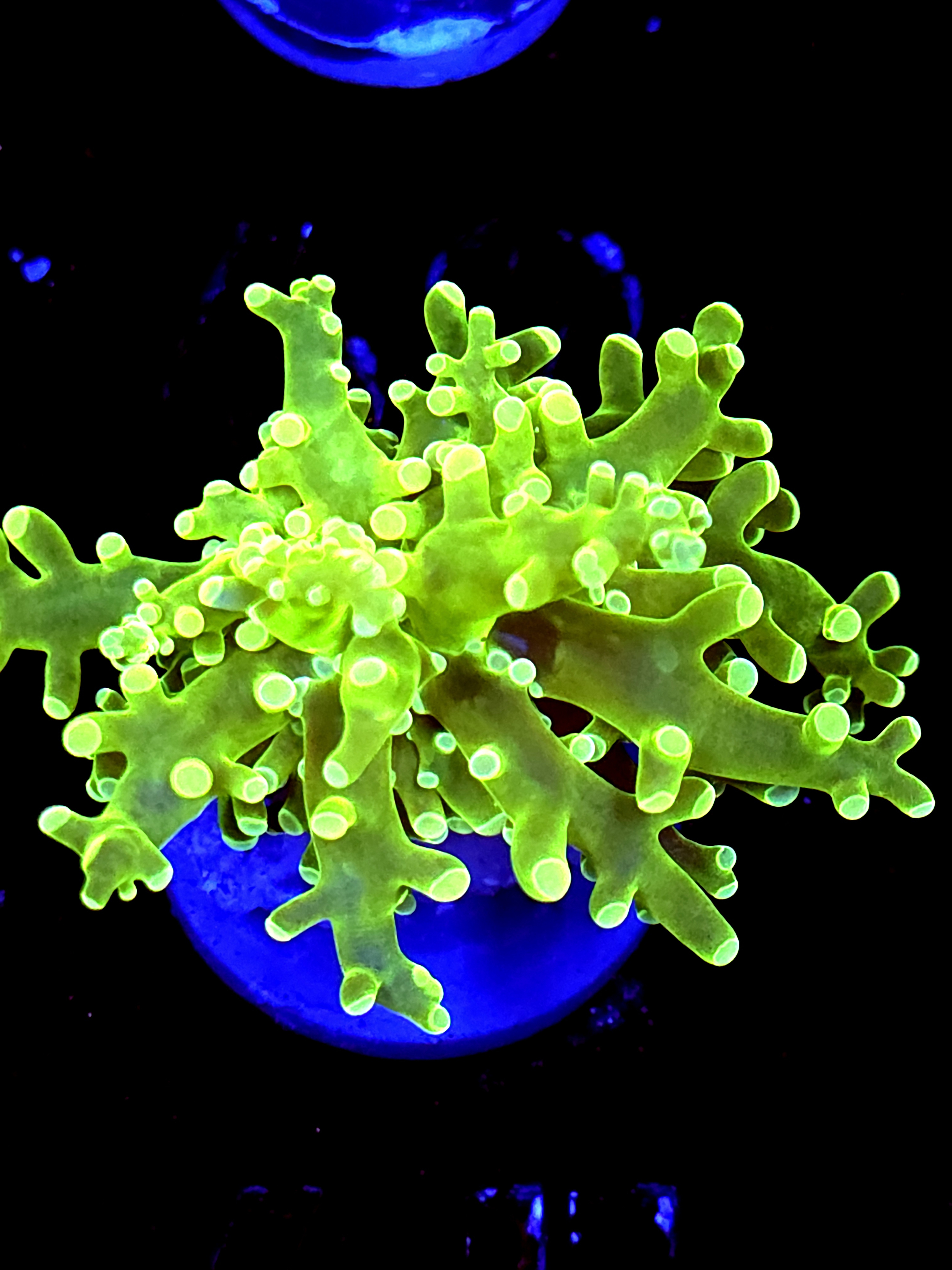 SBB " Green Hulk" Frogspawn