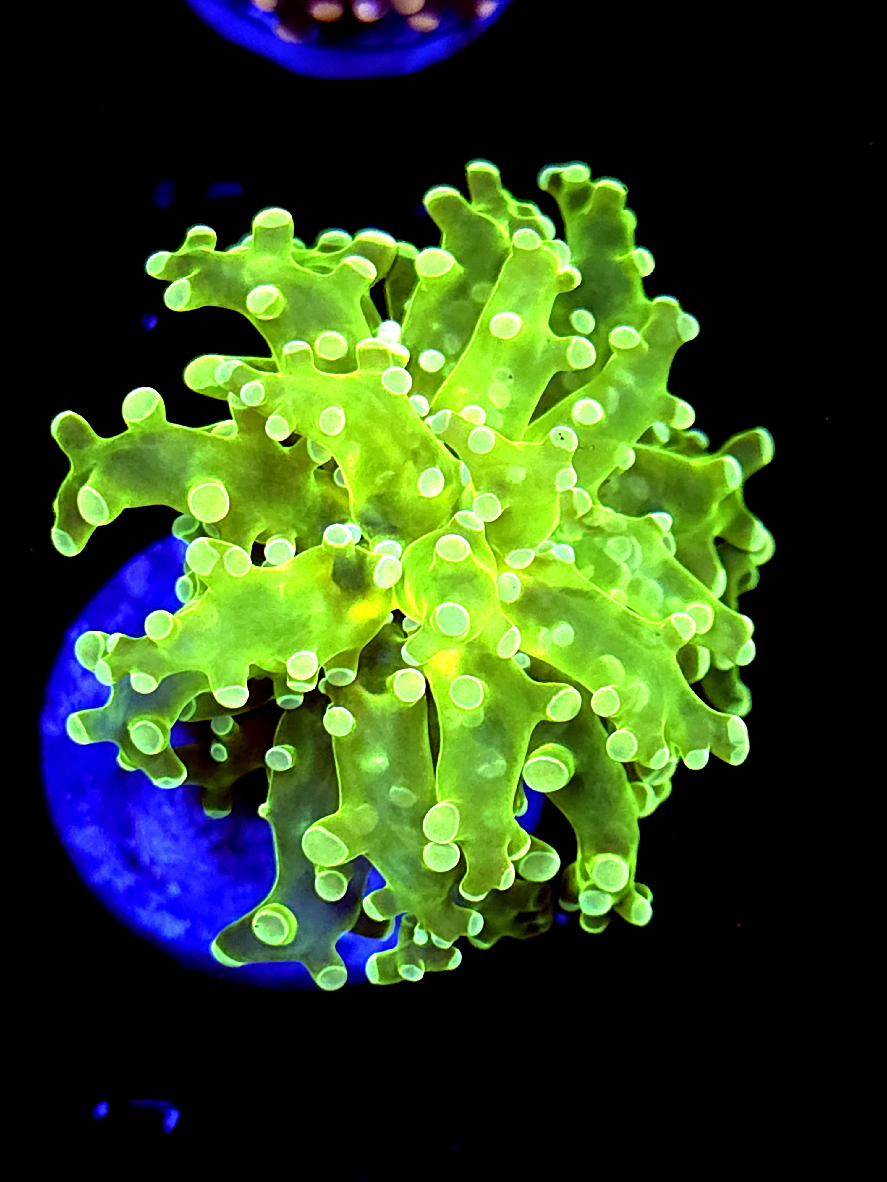 SBB " Green Hulk" Frogspawn