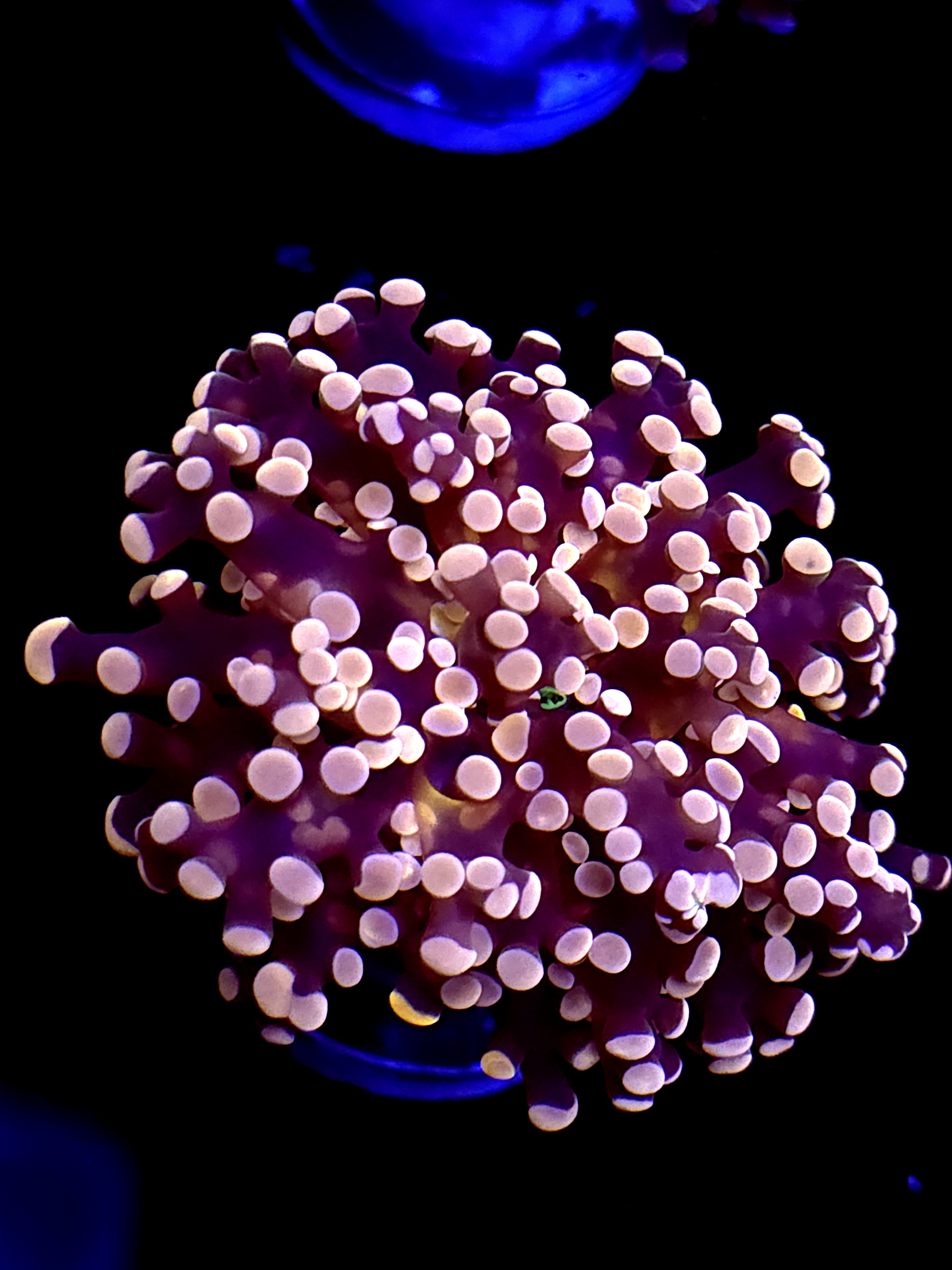 SBB " Lavendor Breeze" Frogspawn