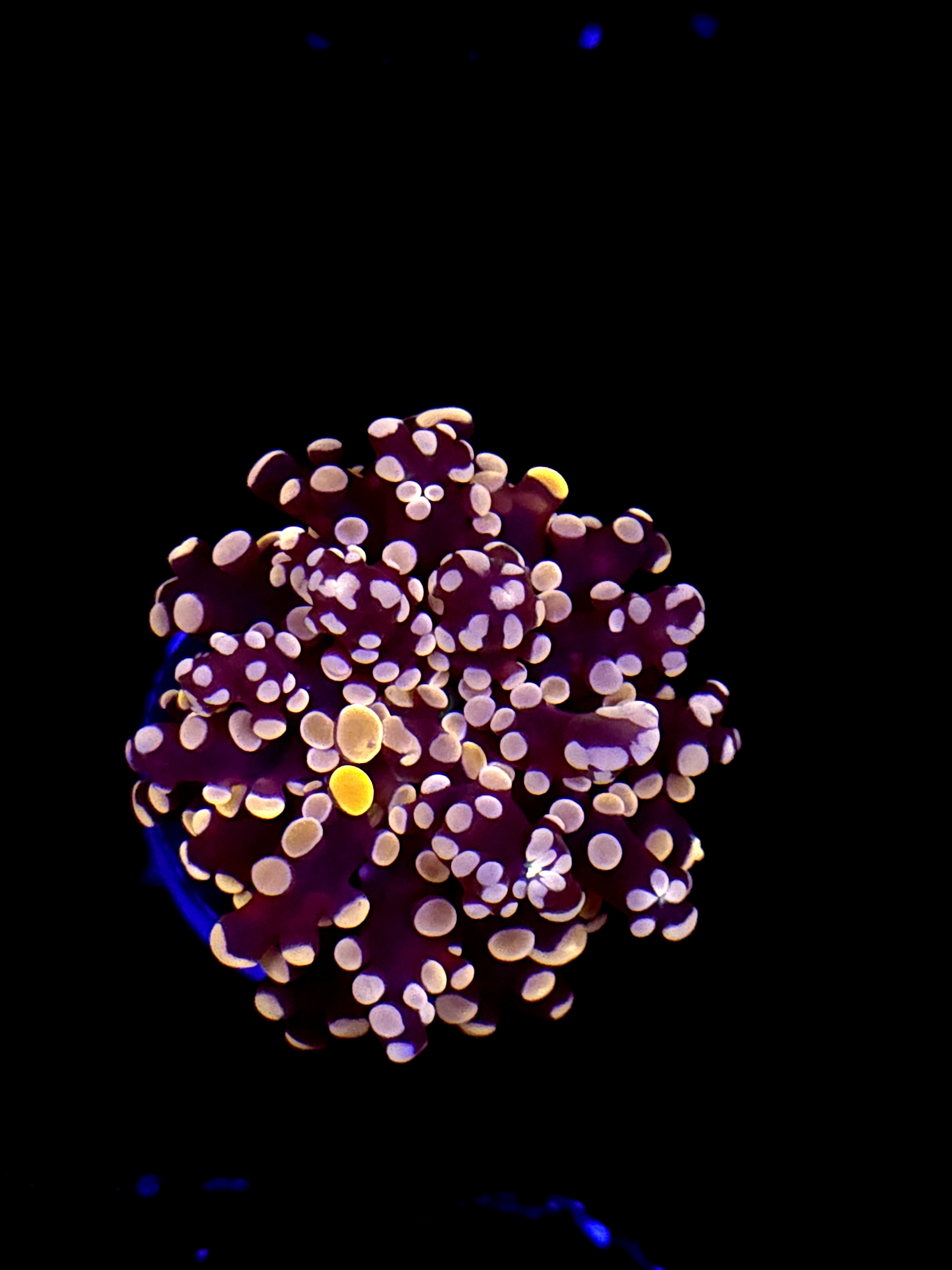 SBB " Lavendor Breeze" Frogspawn