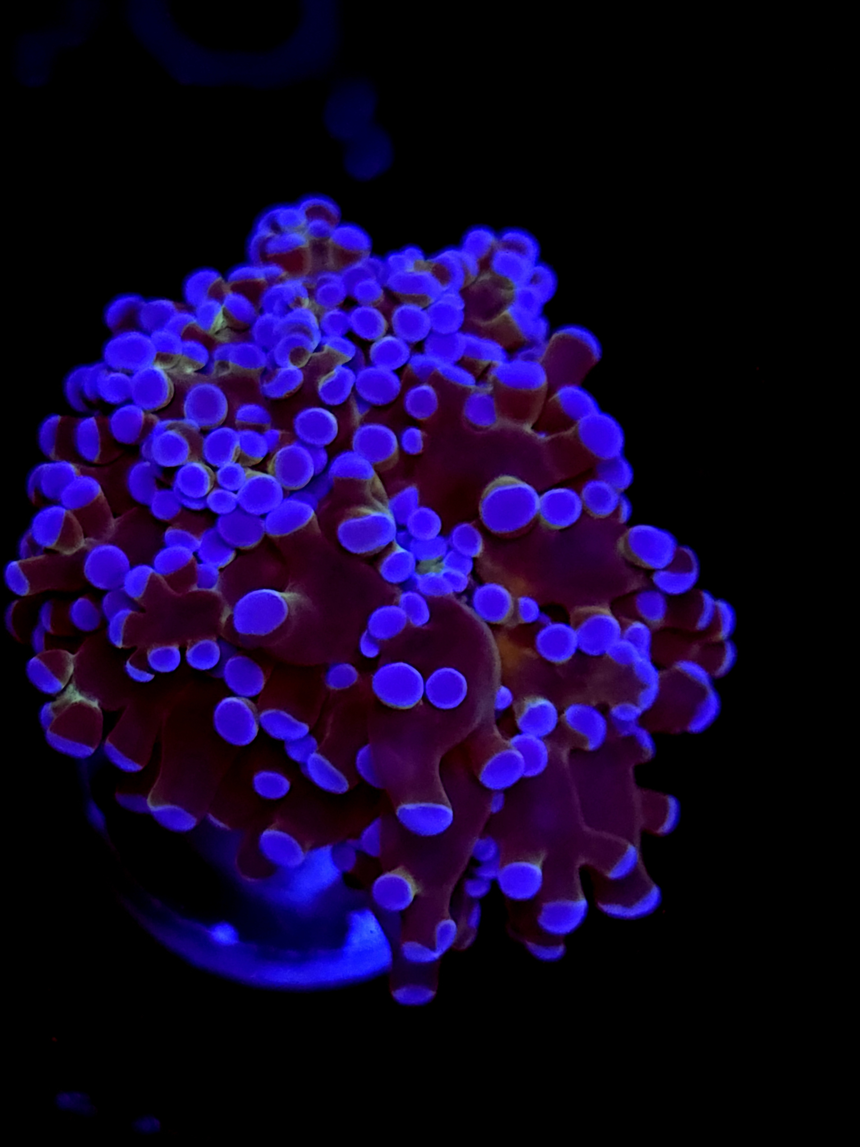 SBB Bues Clues Hammer