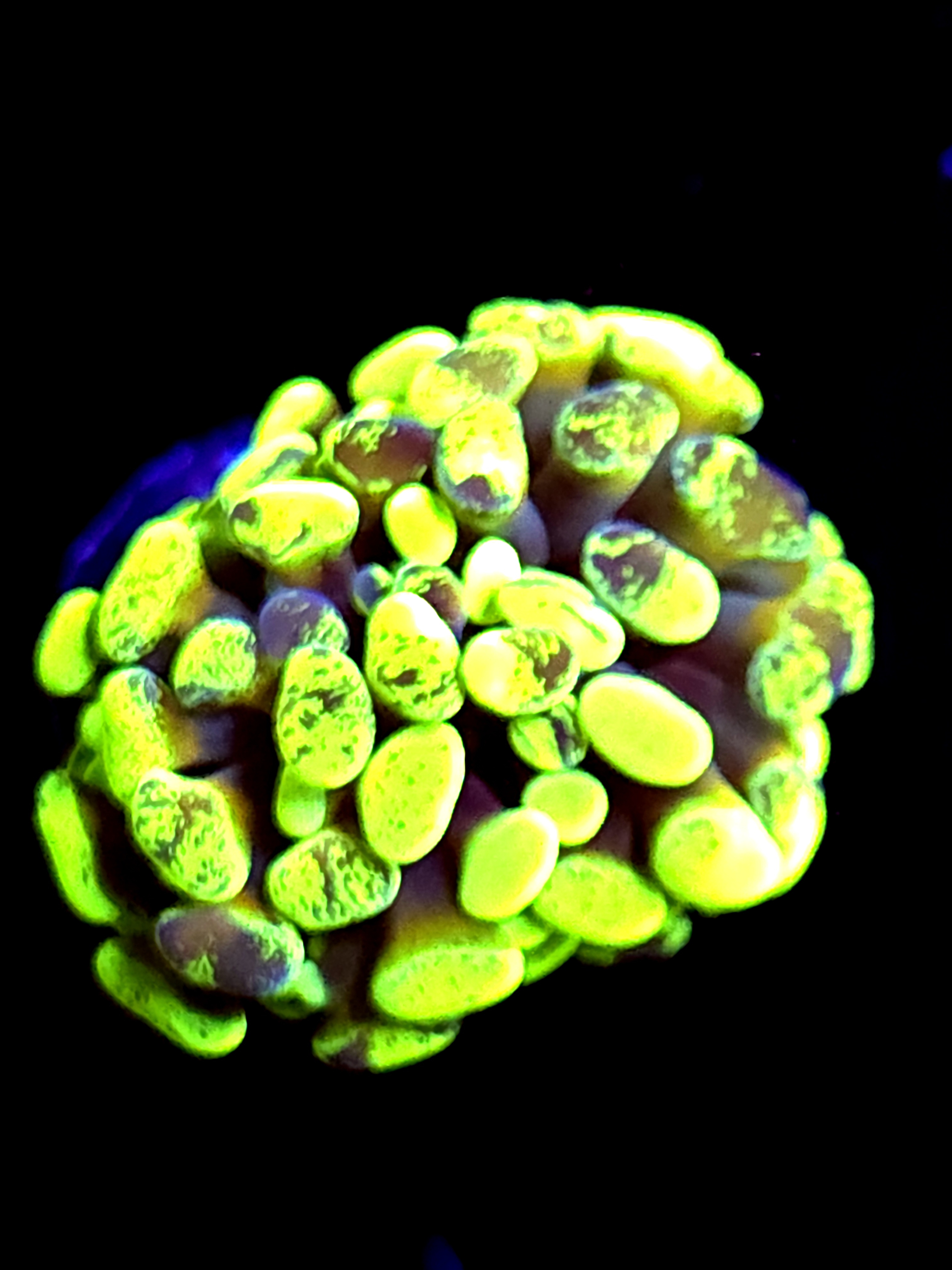 SBB " Green Marble" Hammer