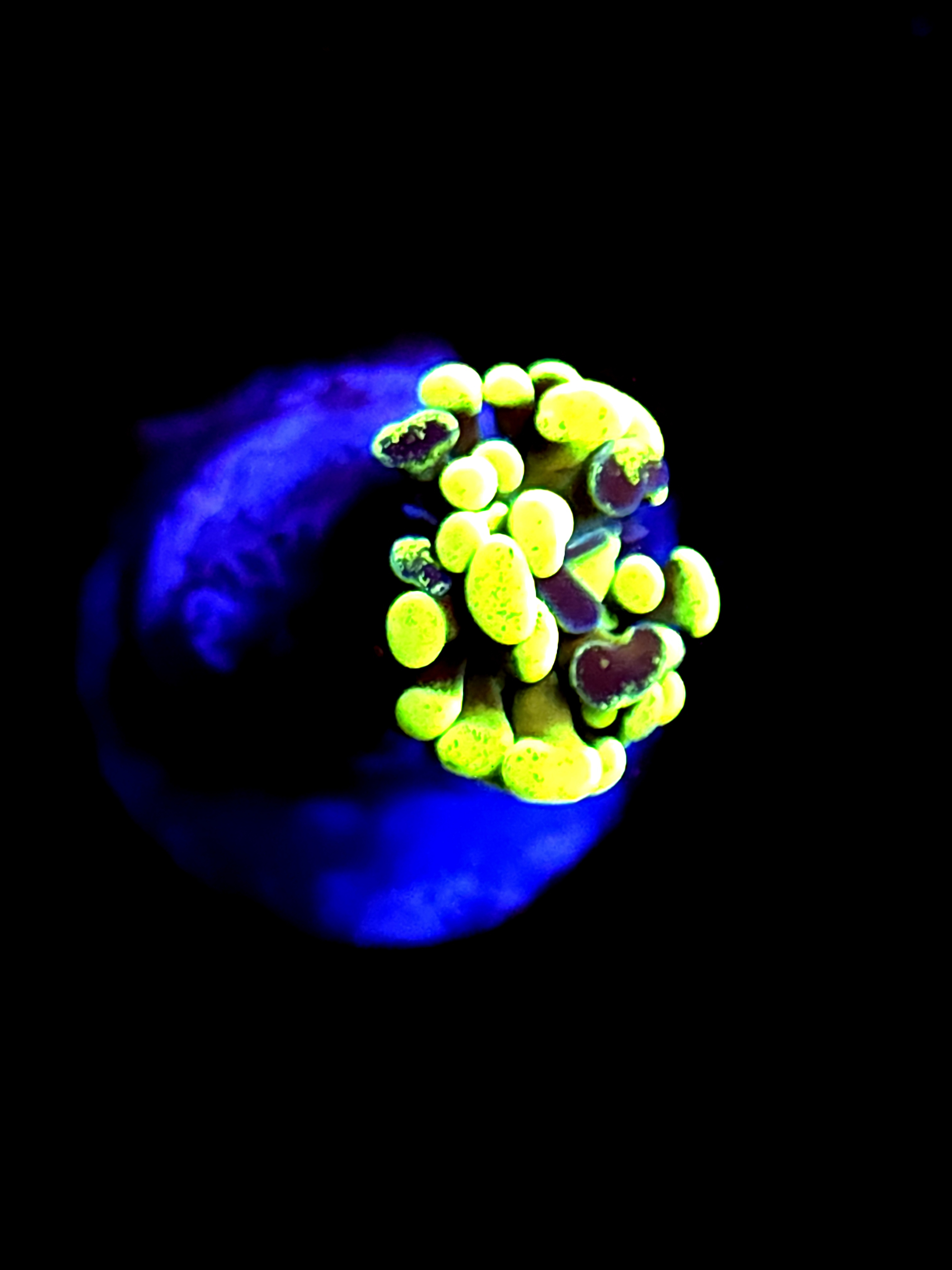 SBB green marble hammer