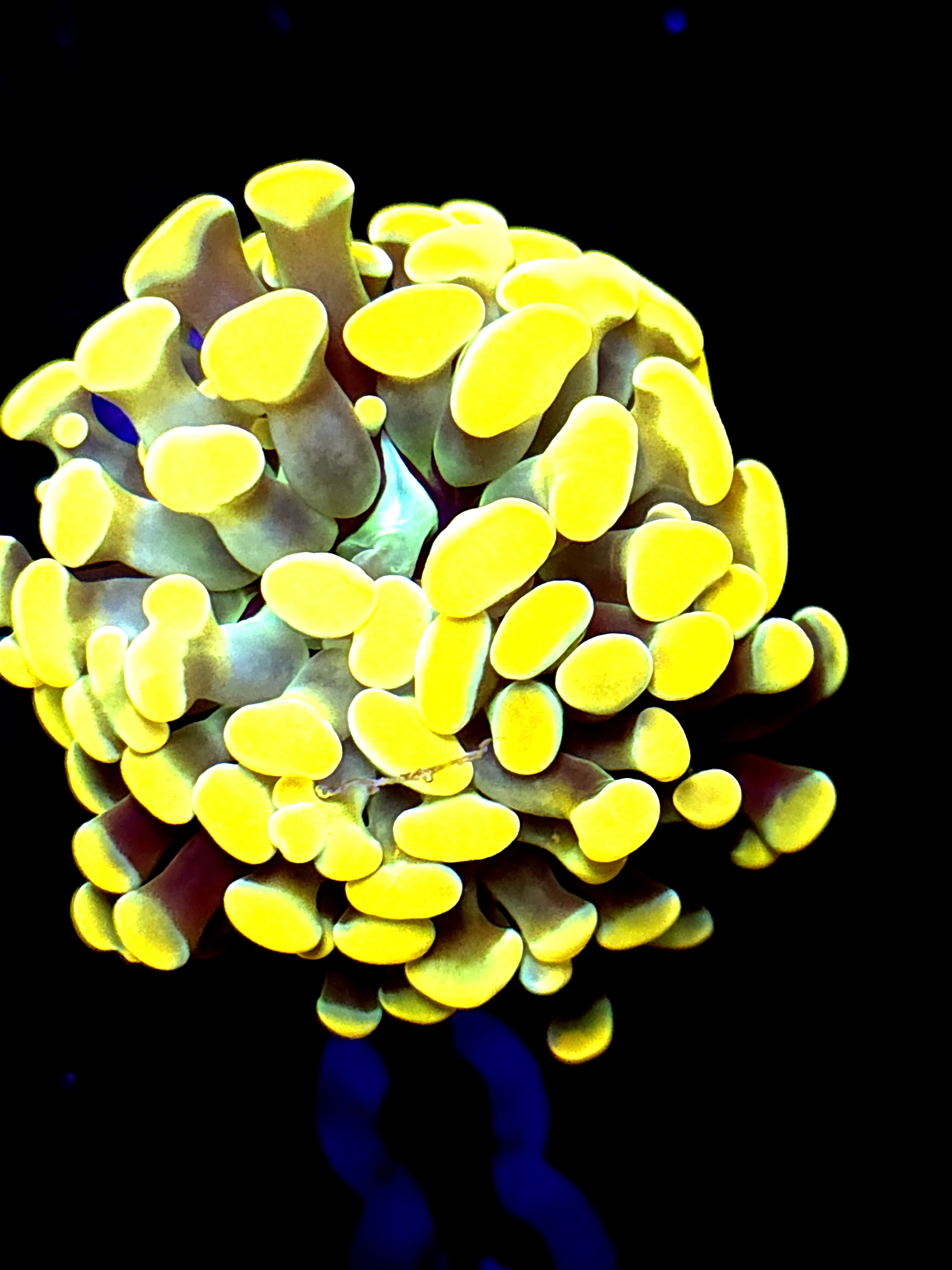 SBB " Big Bird" Yellow Hammer