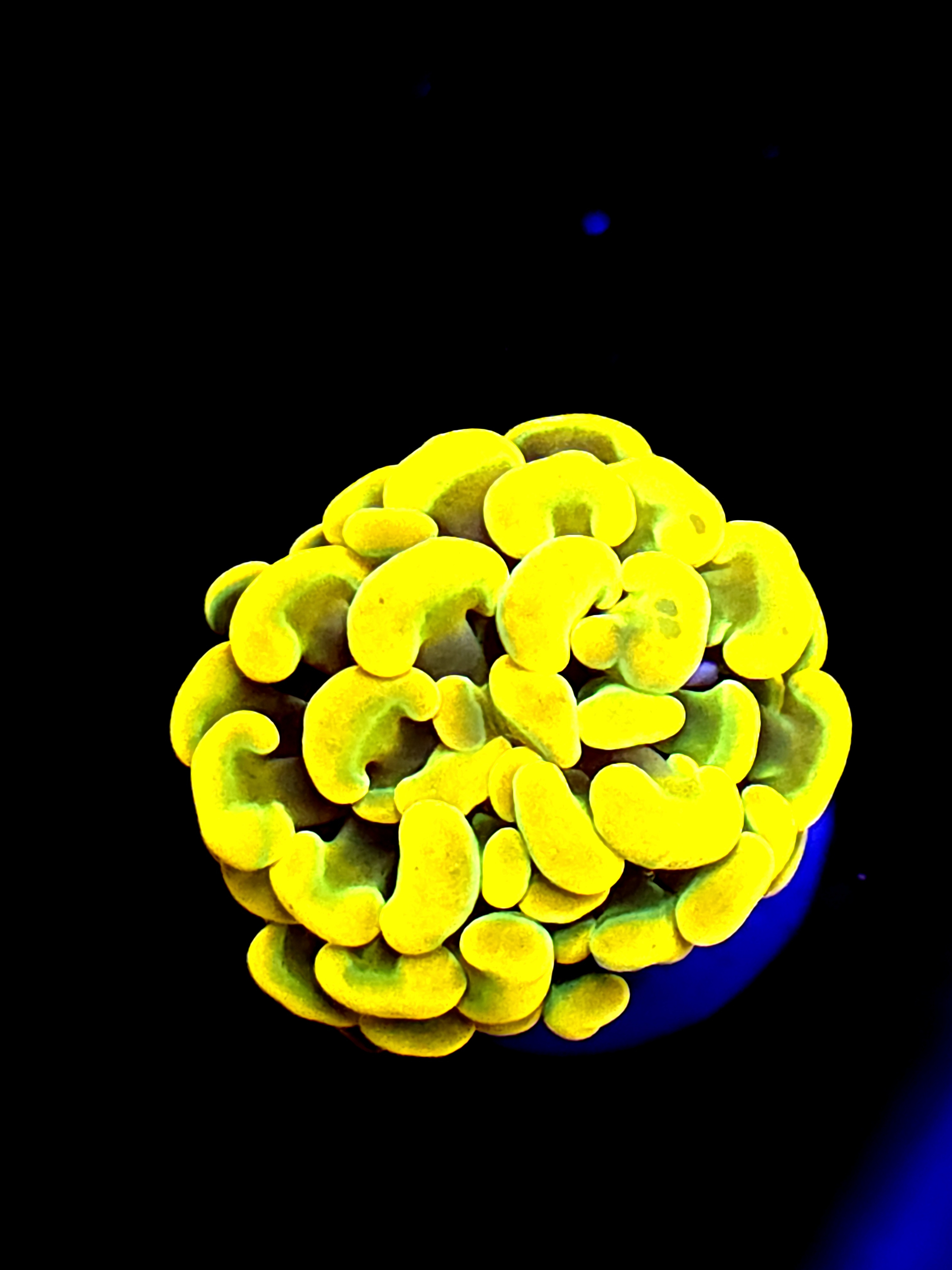 SBB " Holy Grail " Yellow Hammer