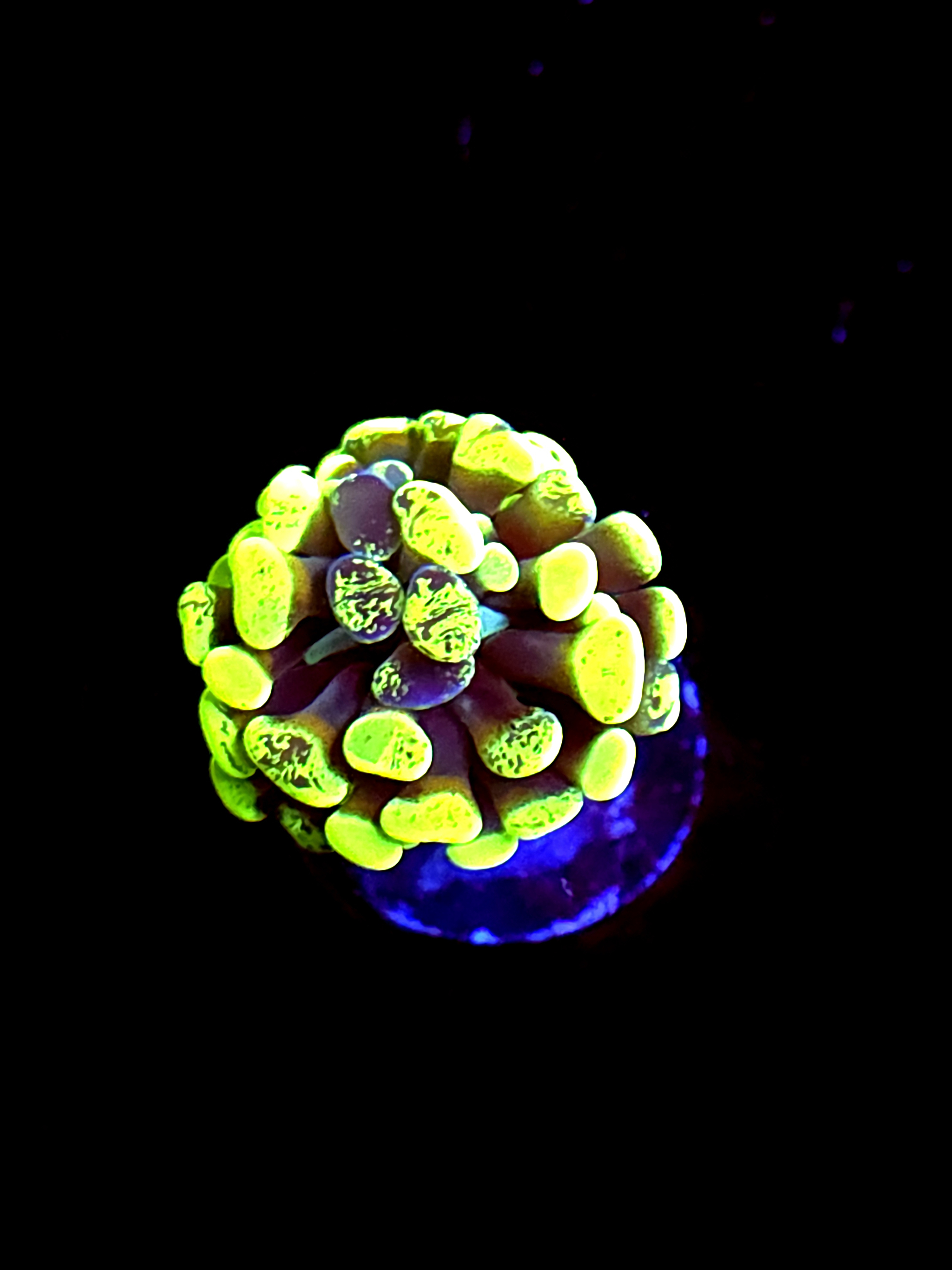 SBB " Green Marble" Hammer