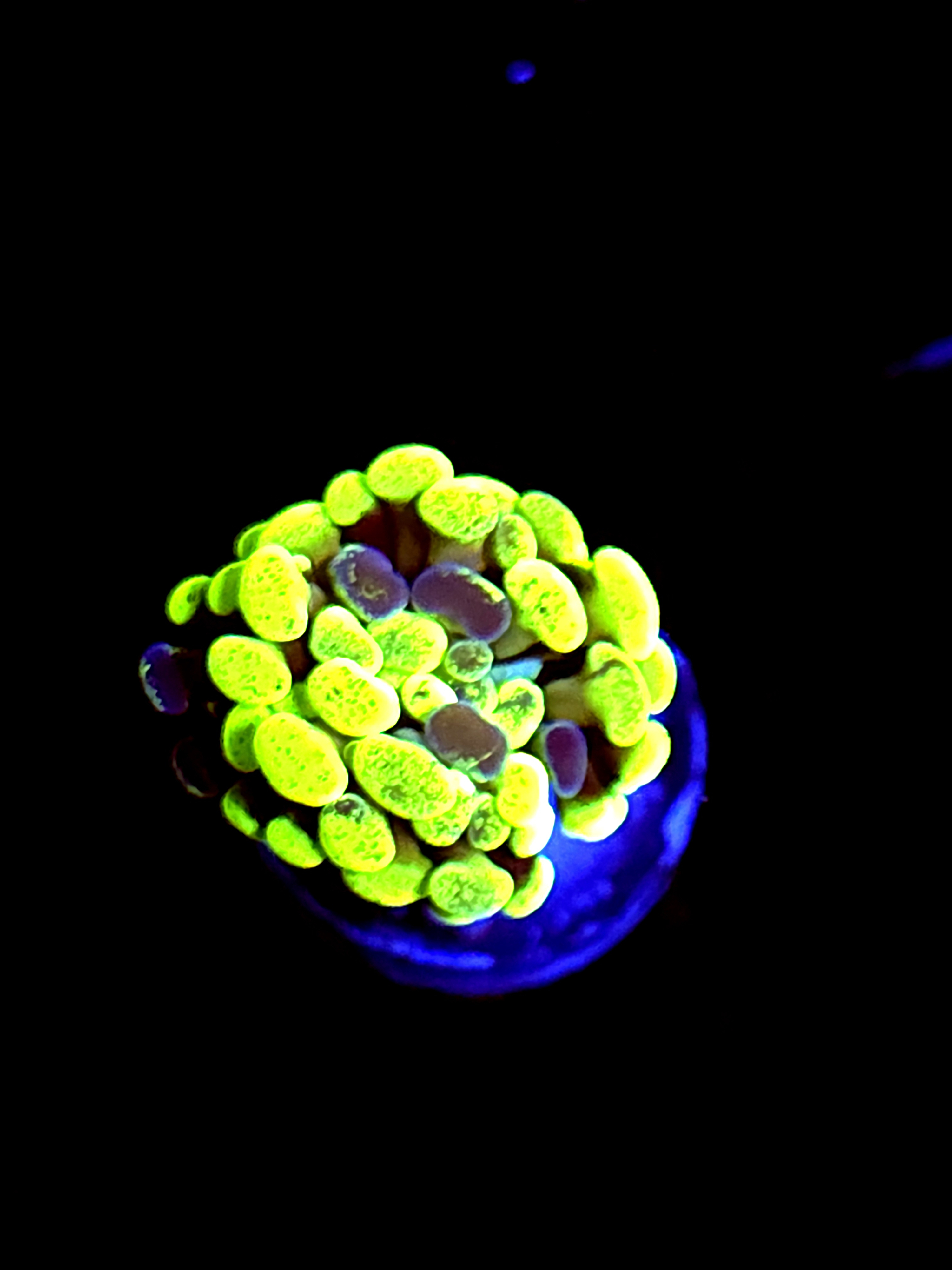 SBB " Green Marble" Hammer