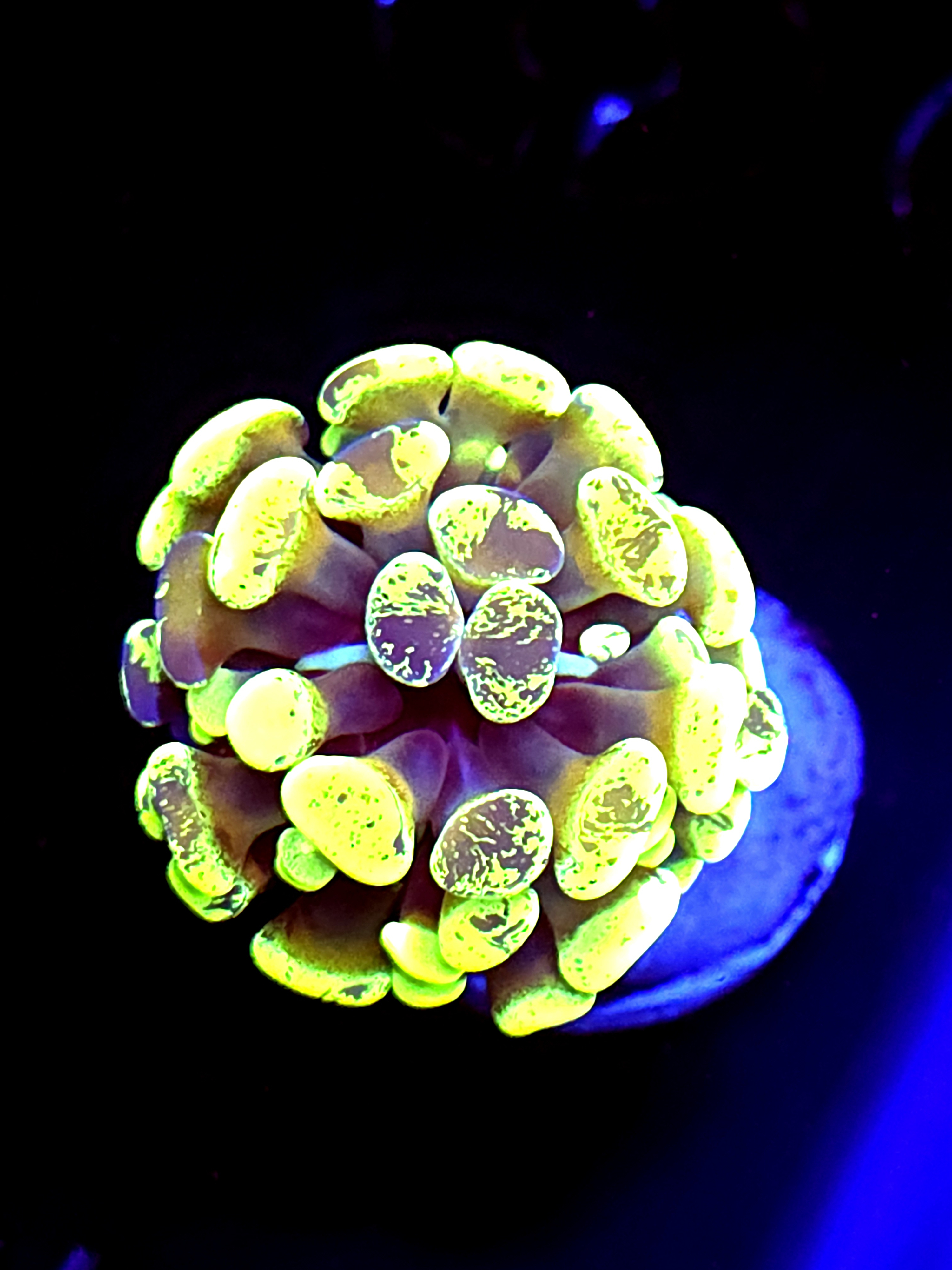 SBB " Green Marble" Hammer