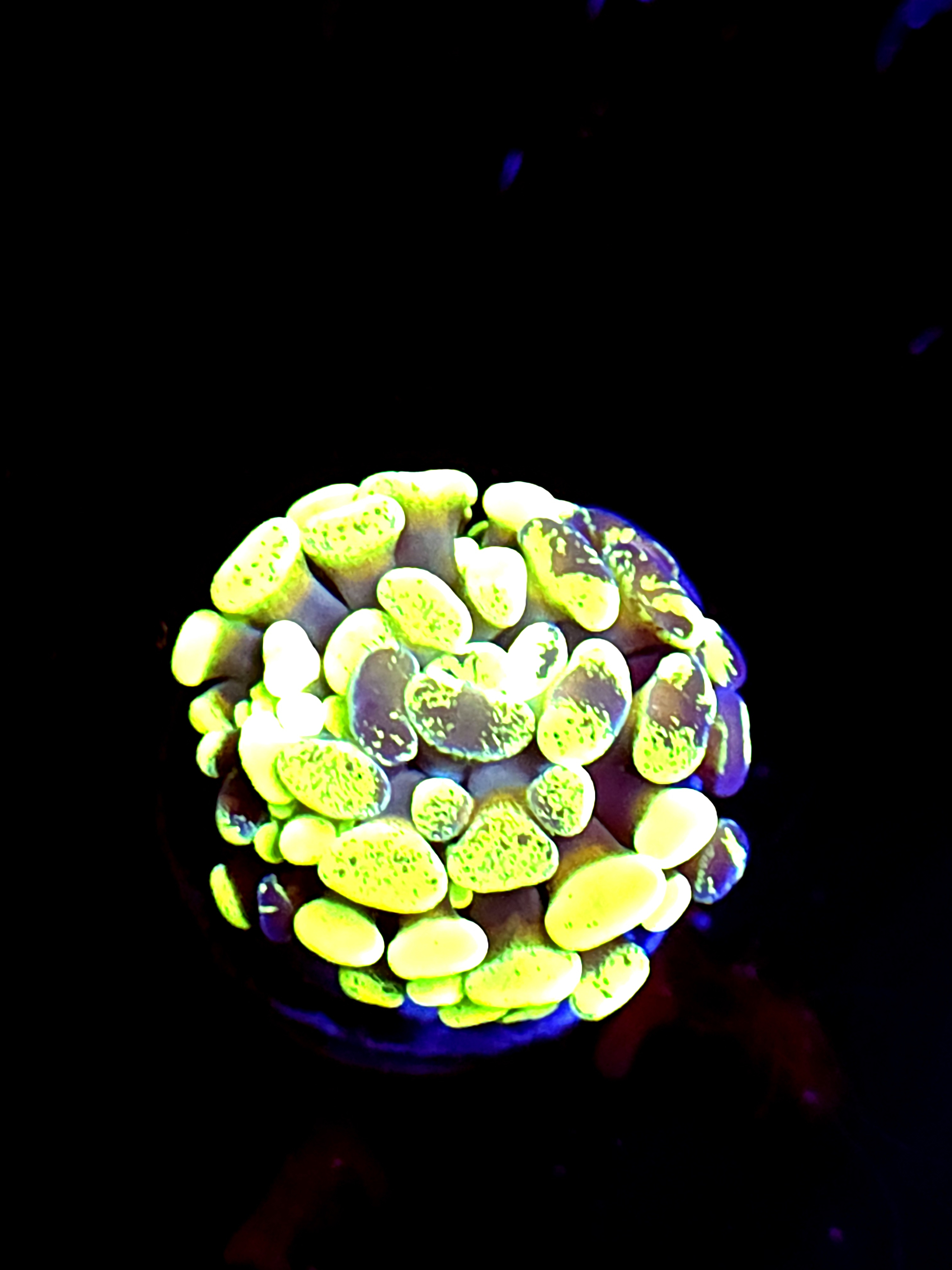 SBB " Green Marble" Hammer