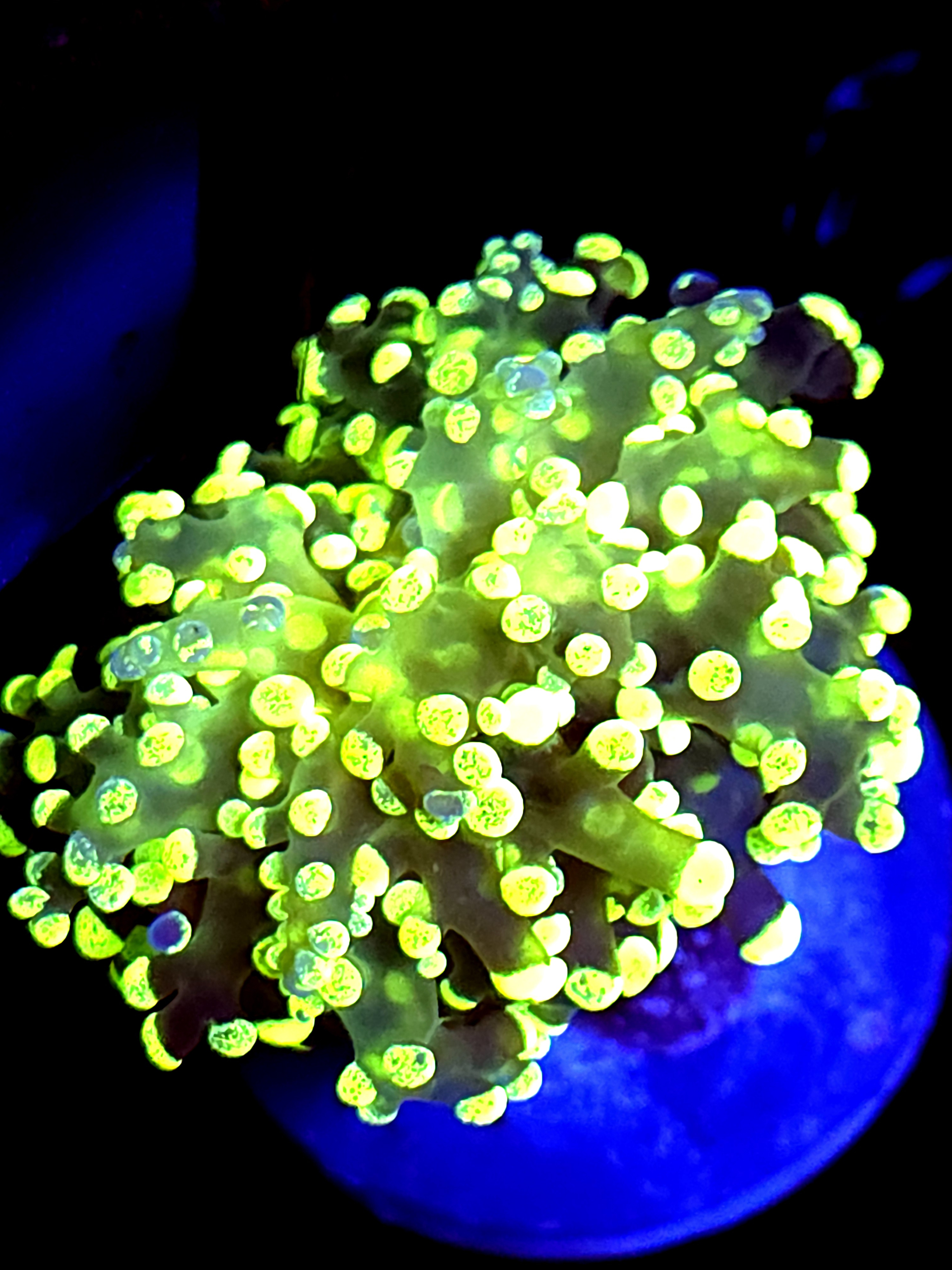 SBB " Green Hulk" Frogspawn