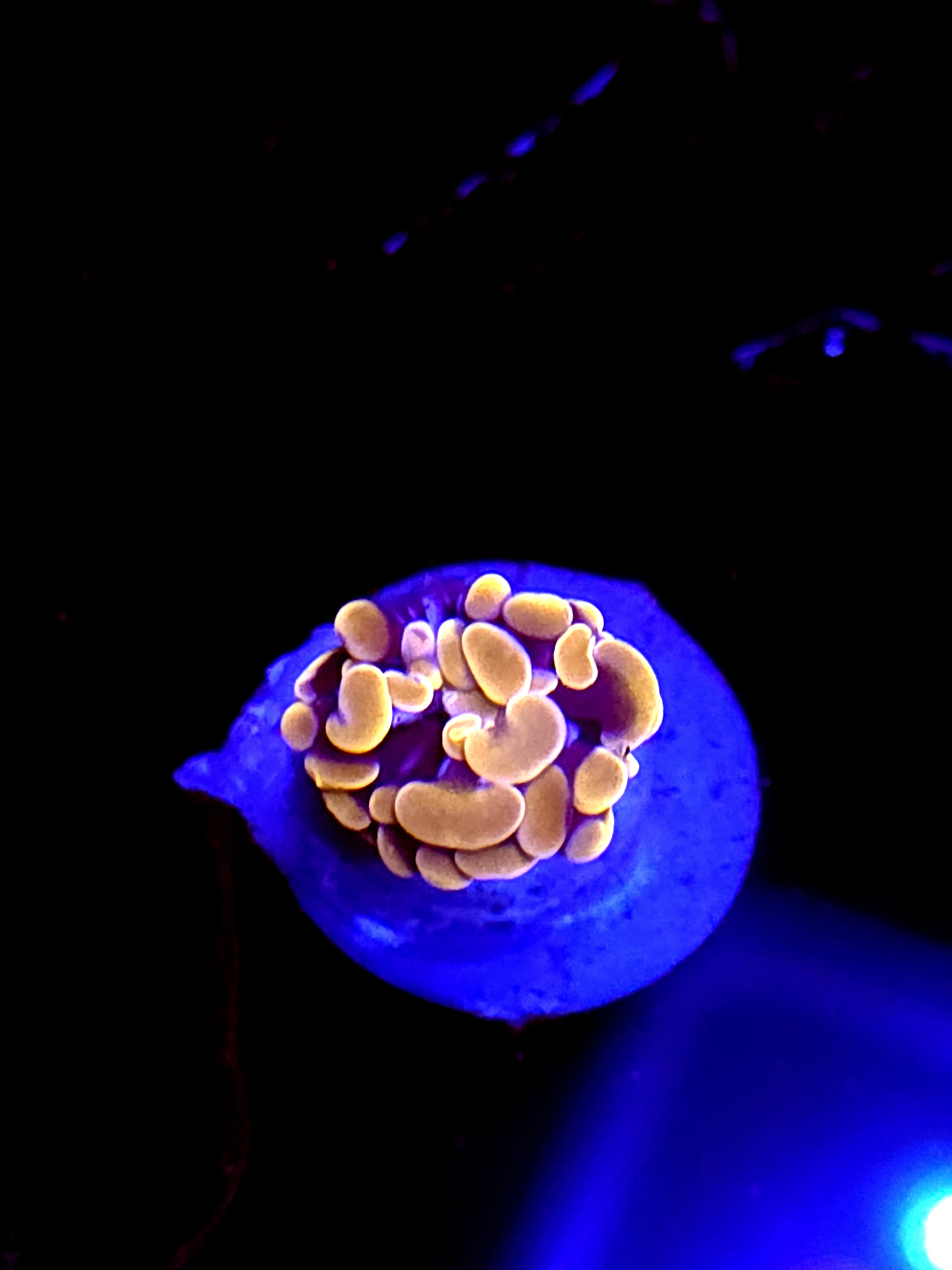 SBB Orange Indo Hammer