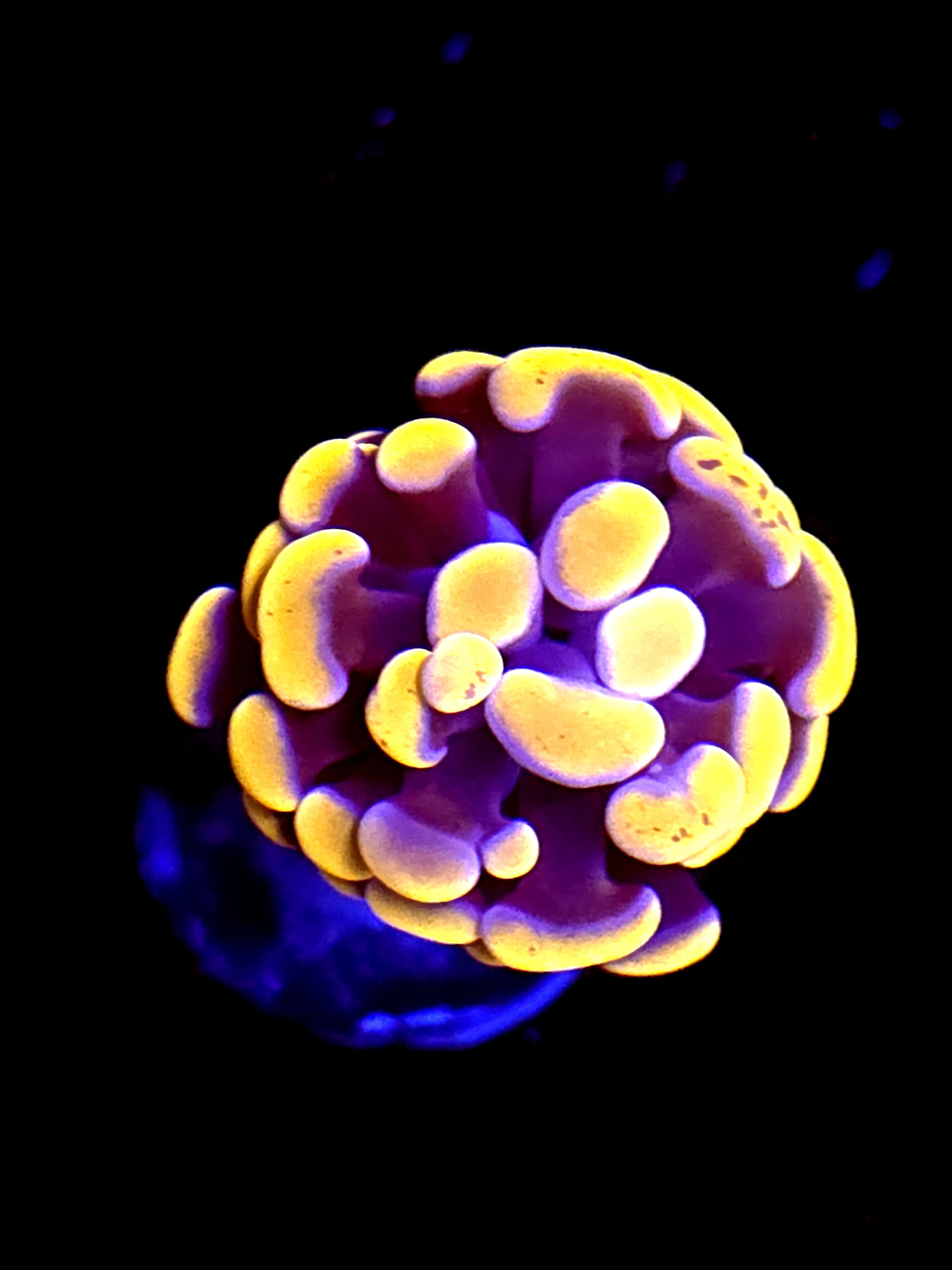 SBB Orange Indo Hammer