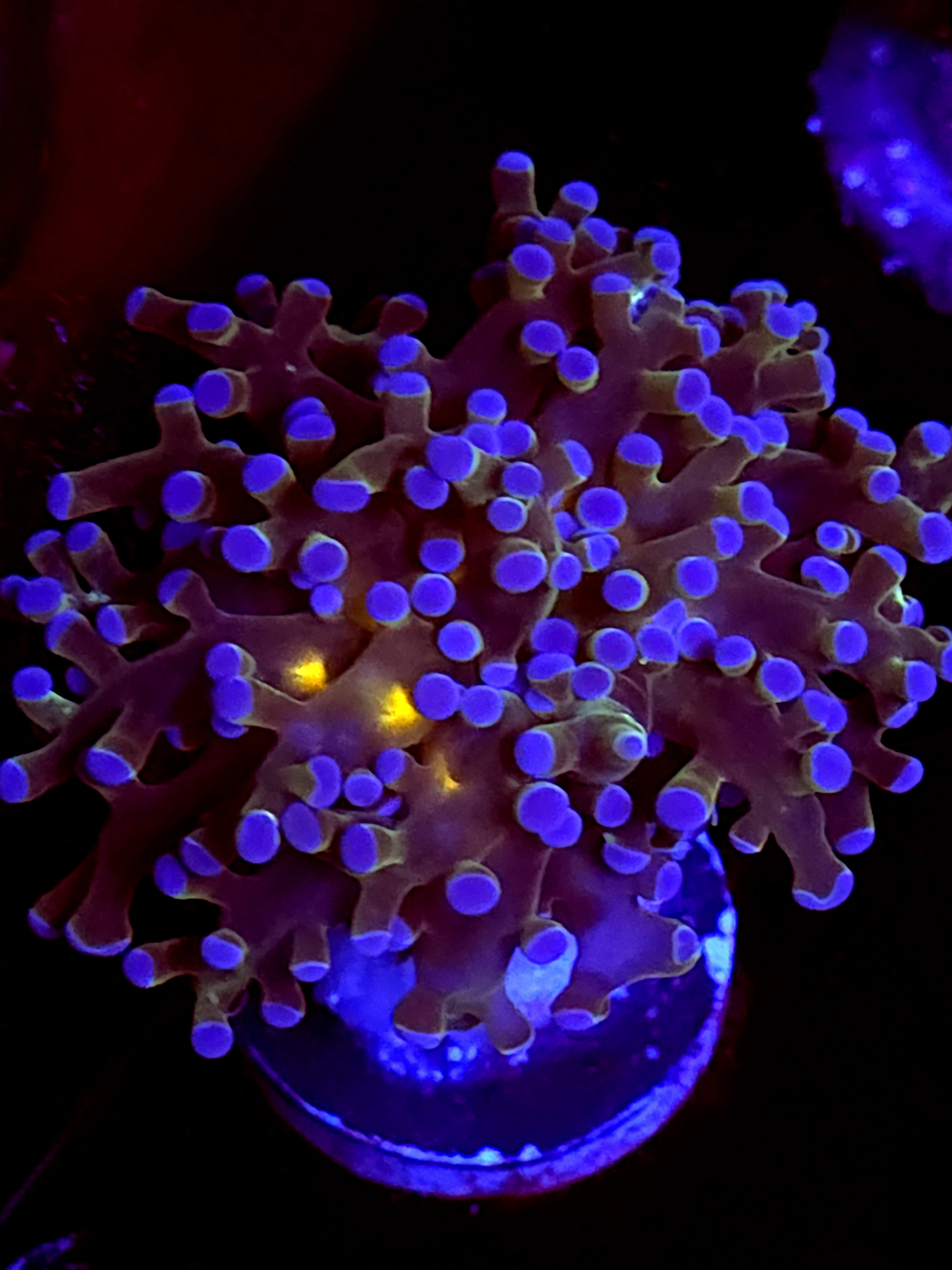 SBB Blues Clues Frogspawn