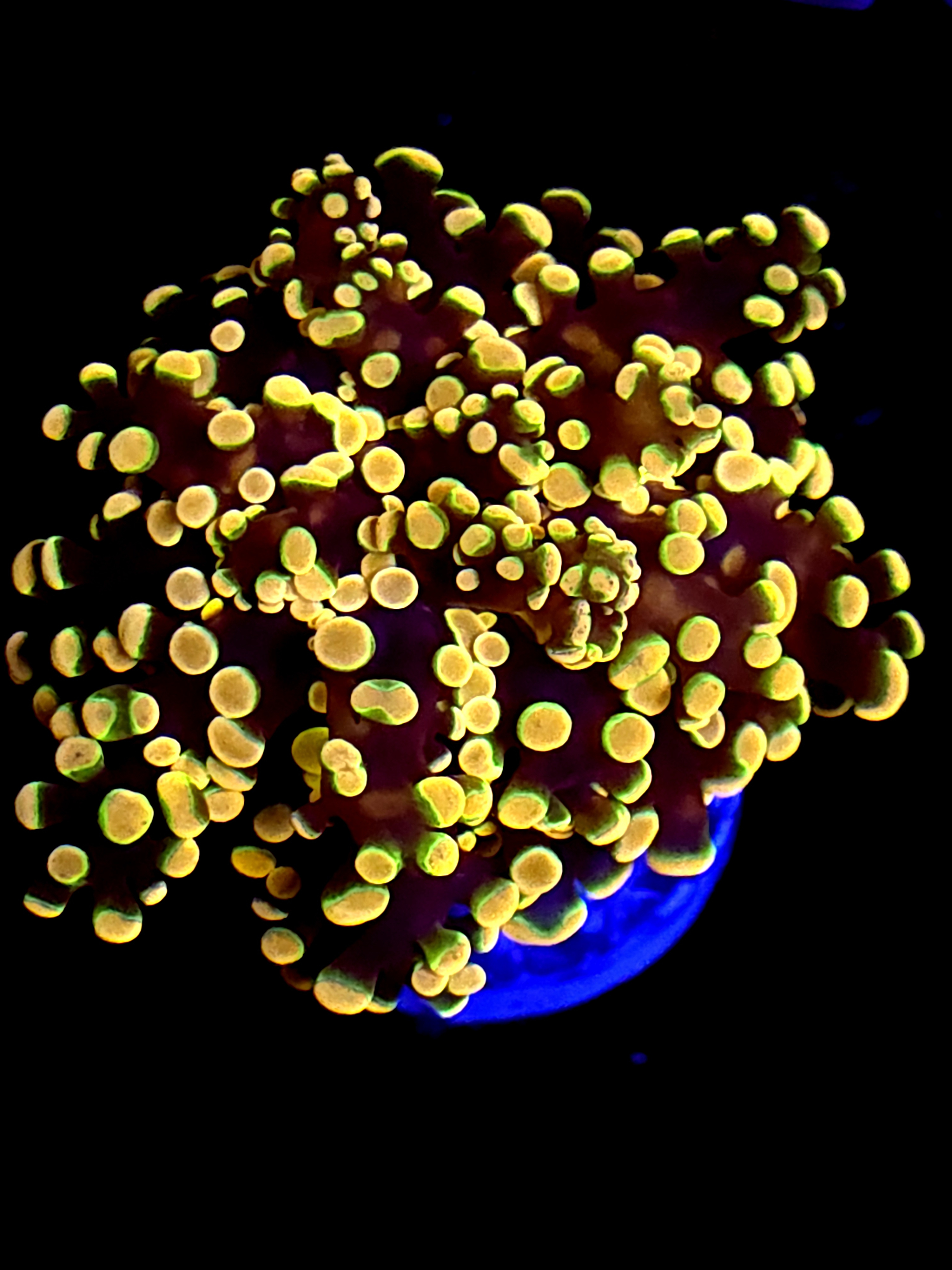 SBB " Princess Peach" Frogspawn