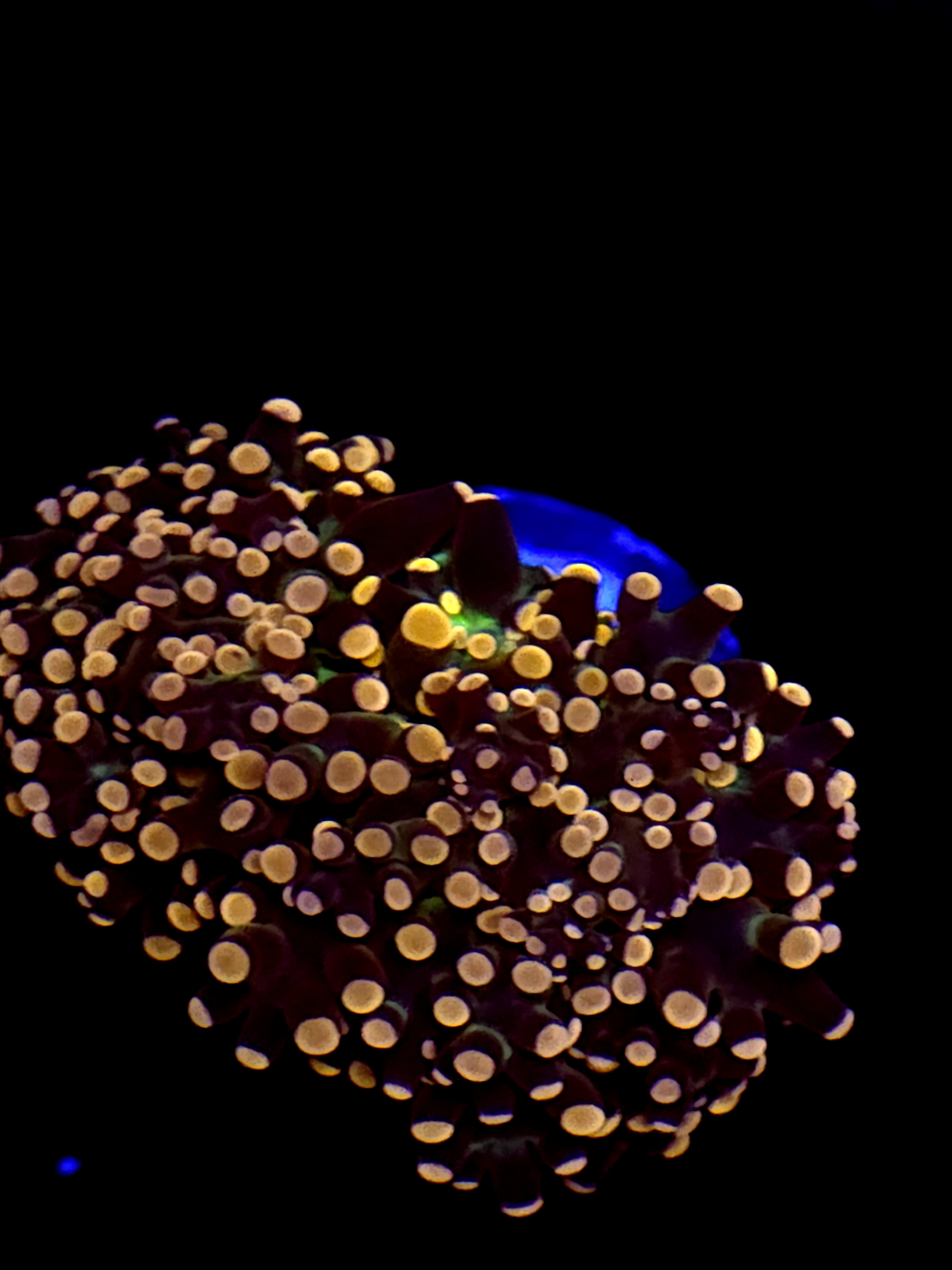 SBB " Lavendor Breeze" Frogspawn