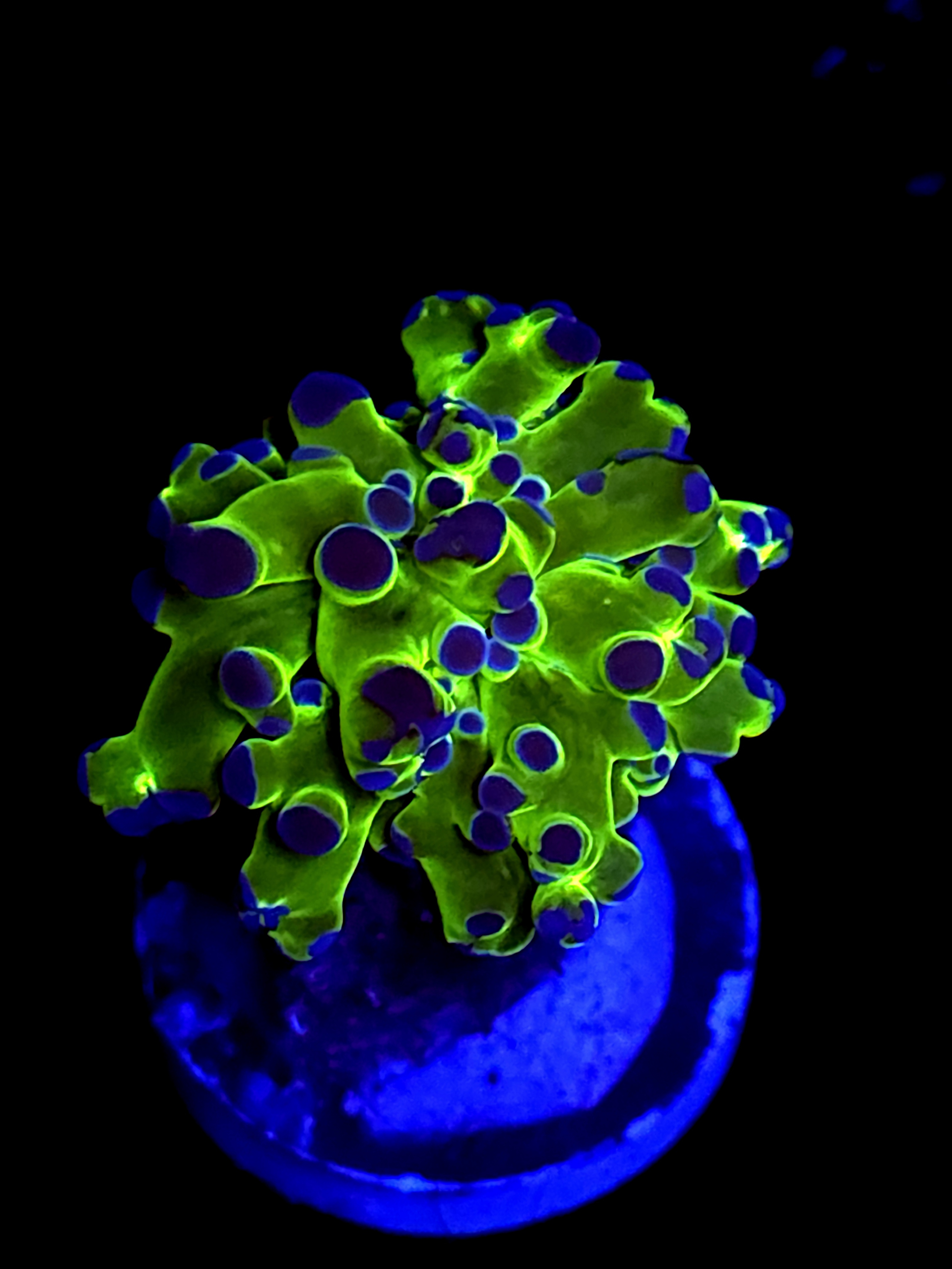 SBB colored down Indo hammer