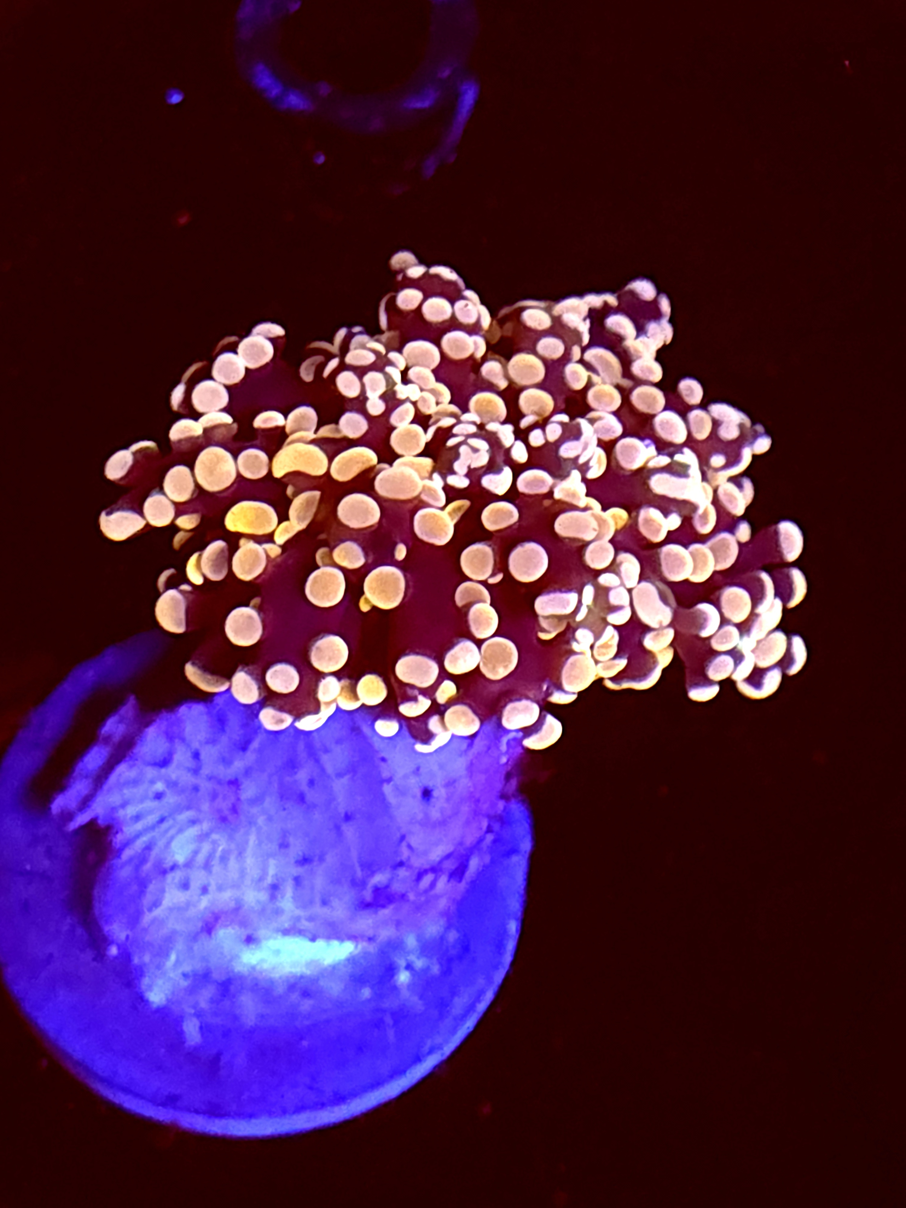 SBB " Lavendor Breeze" Frogspawn