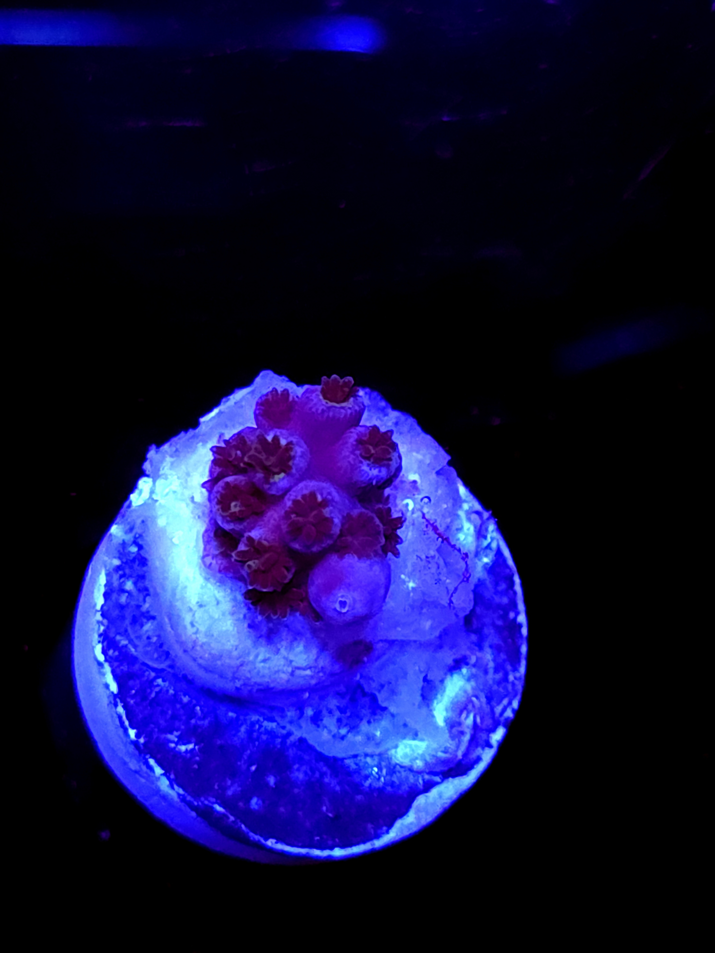 SBB "Meteroid" Acro Booger