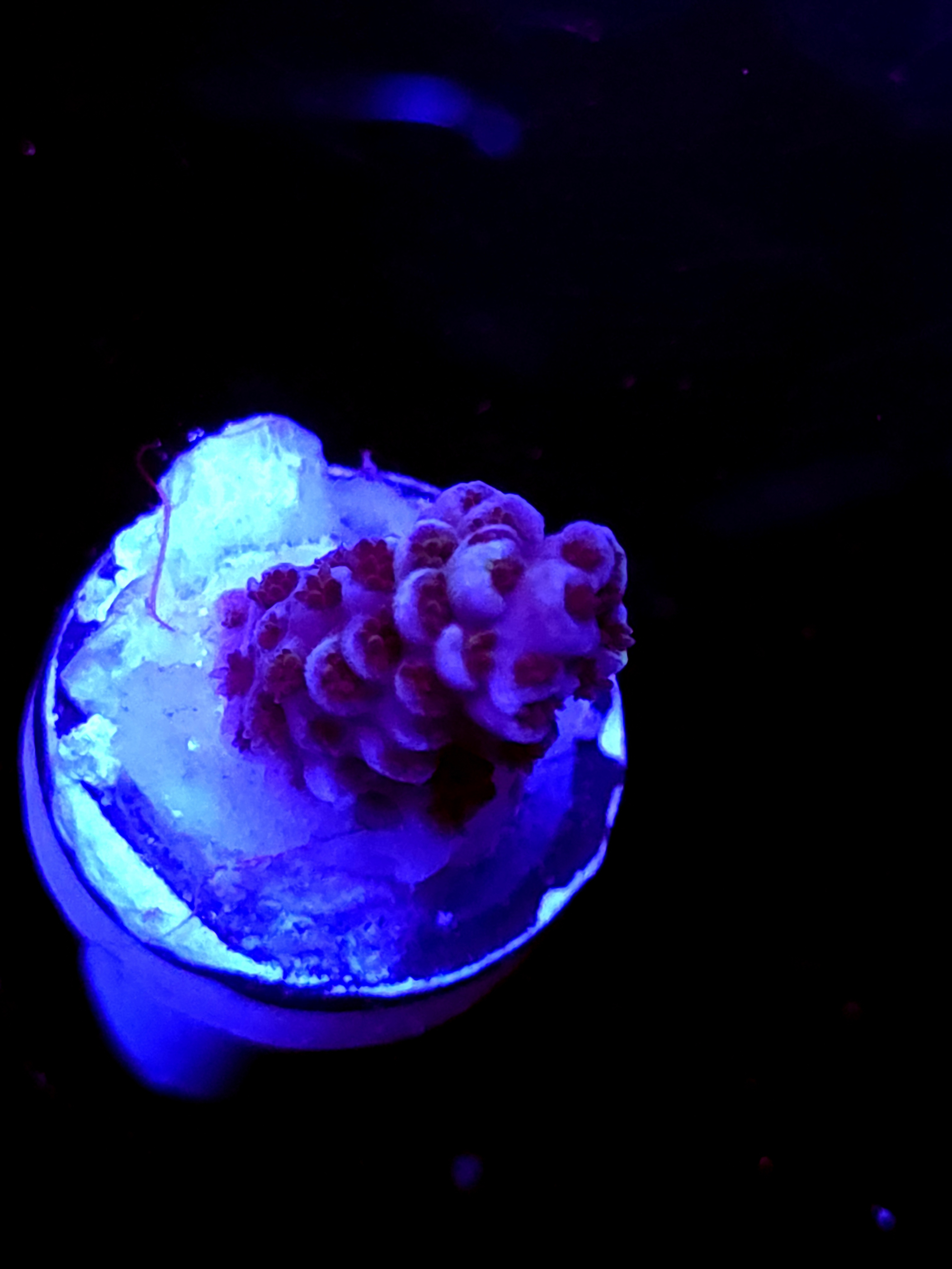 SBB "Meteroid" Acro Small Branch