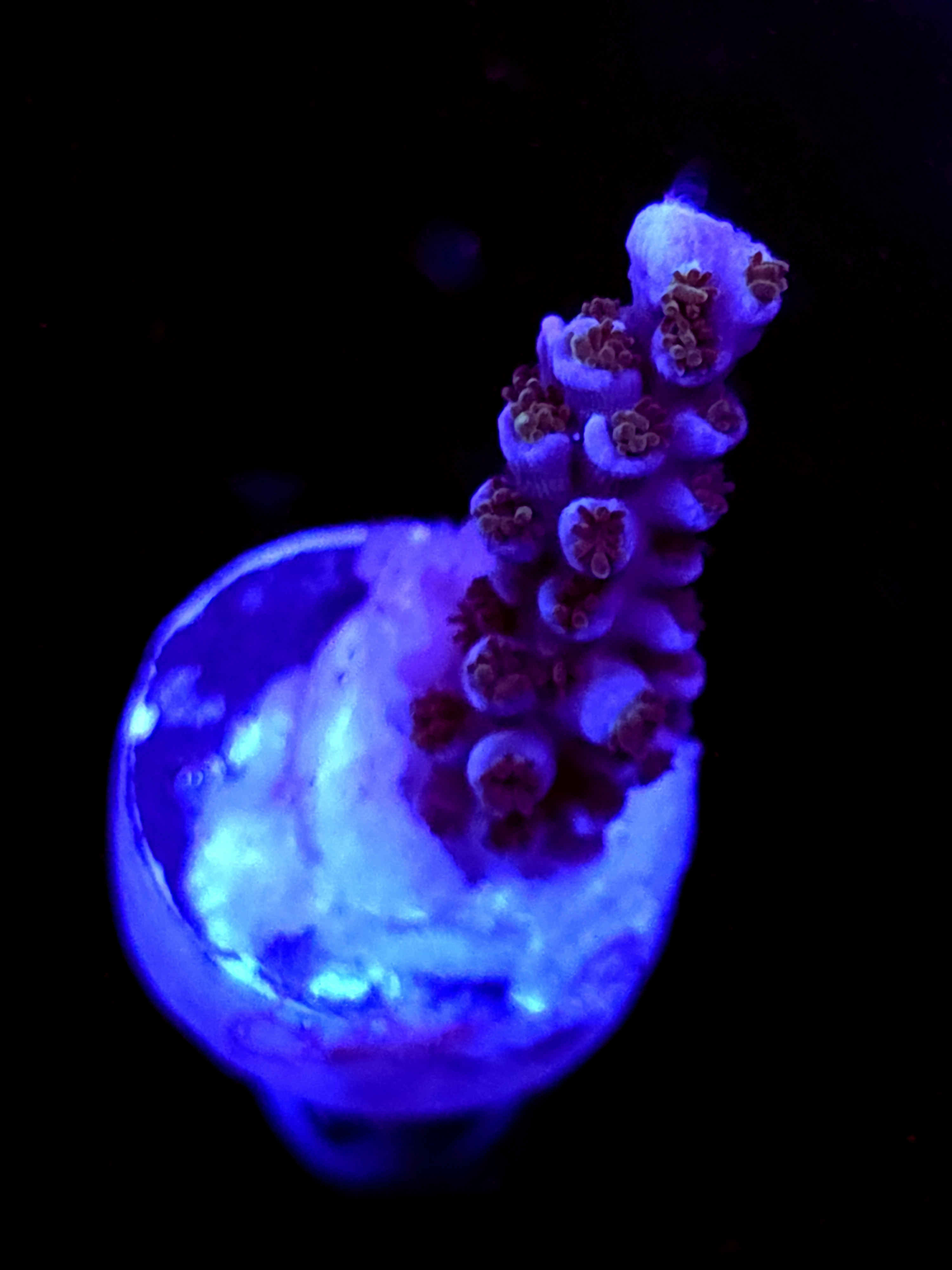 SBB "Meteroid" Acro Medium Branch