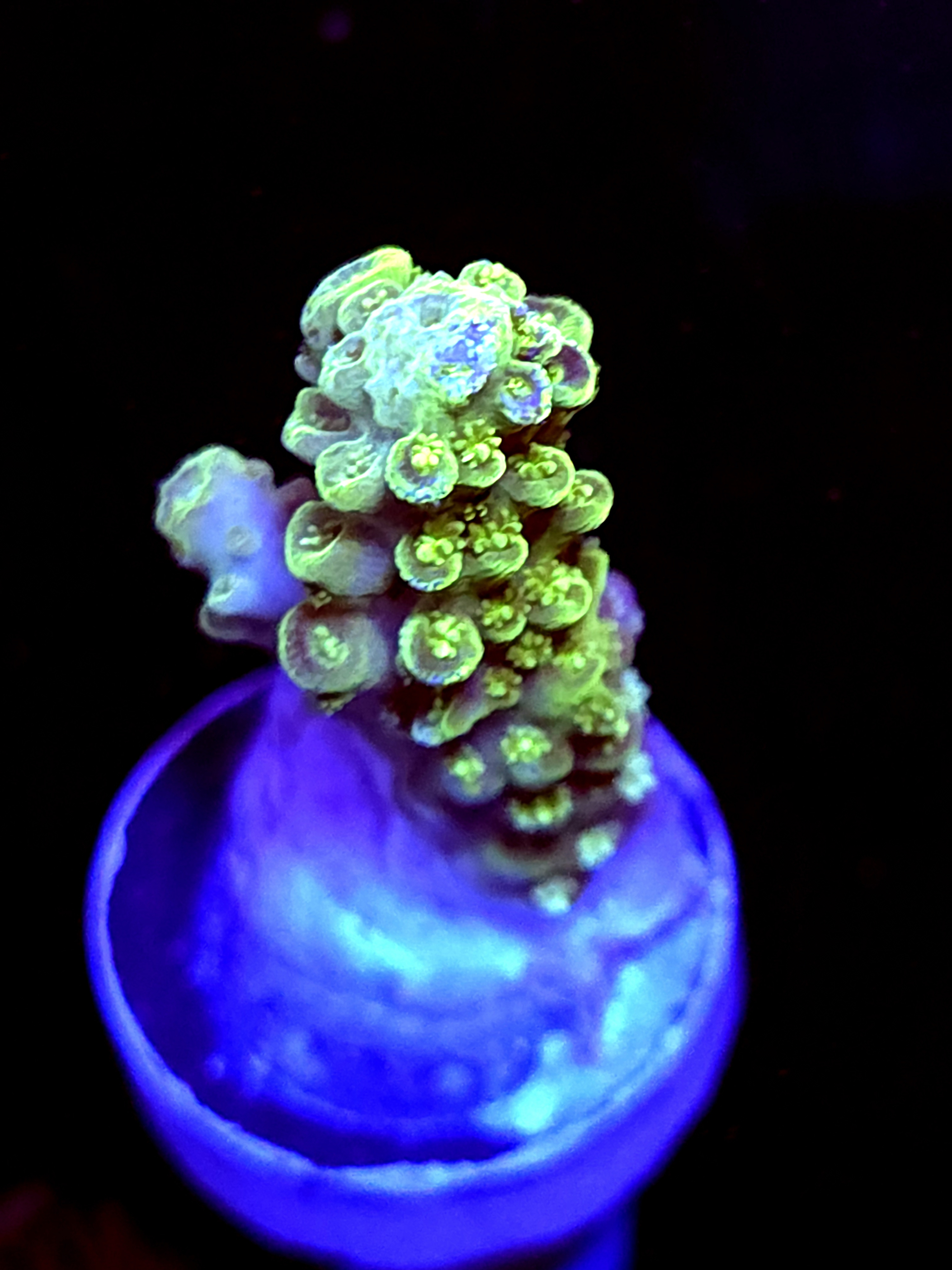 SBB "Mystery Signature" Acro Medium Branch