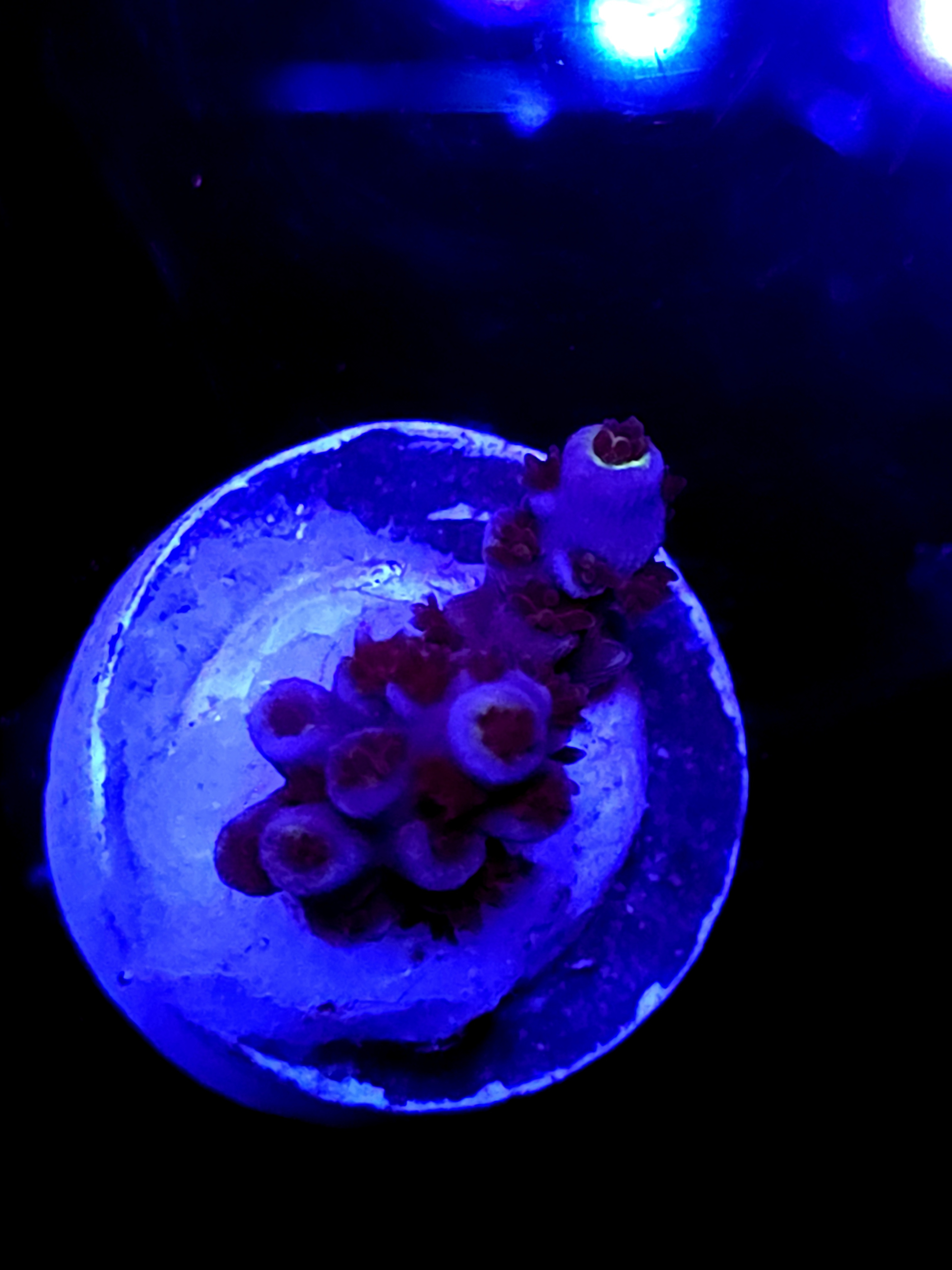 SBB "Meteroid" Acro small 2 Branch