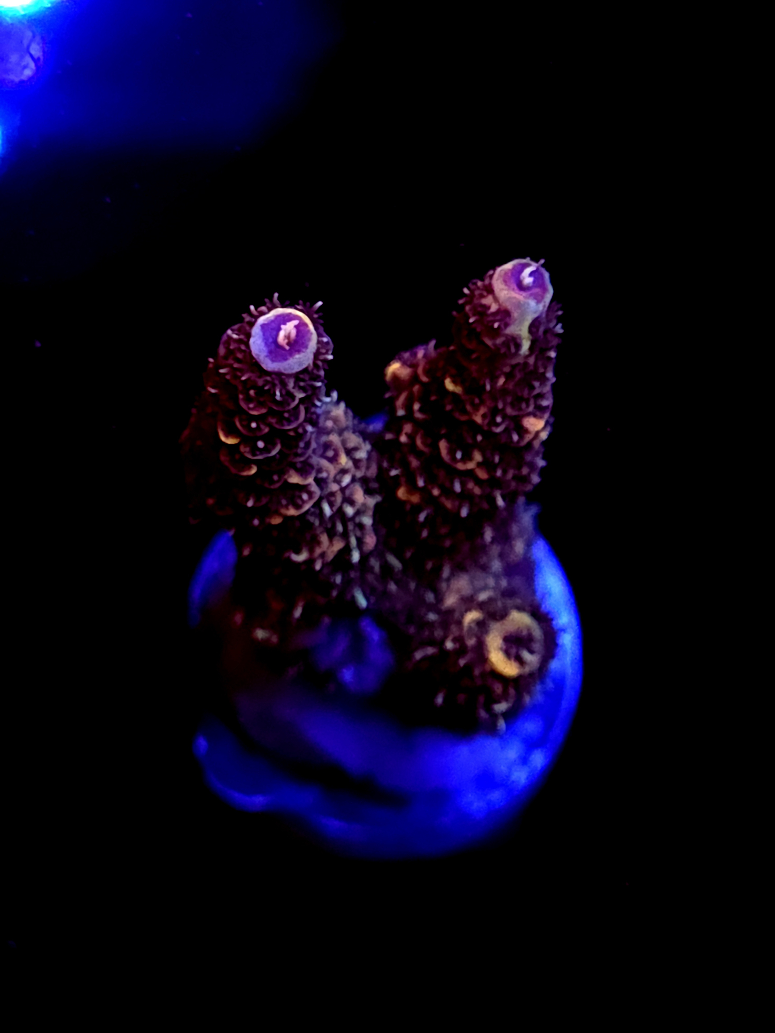 SBB "Grizzley Bear" Acro Large 3 Branch