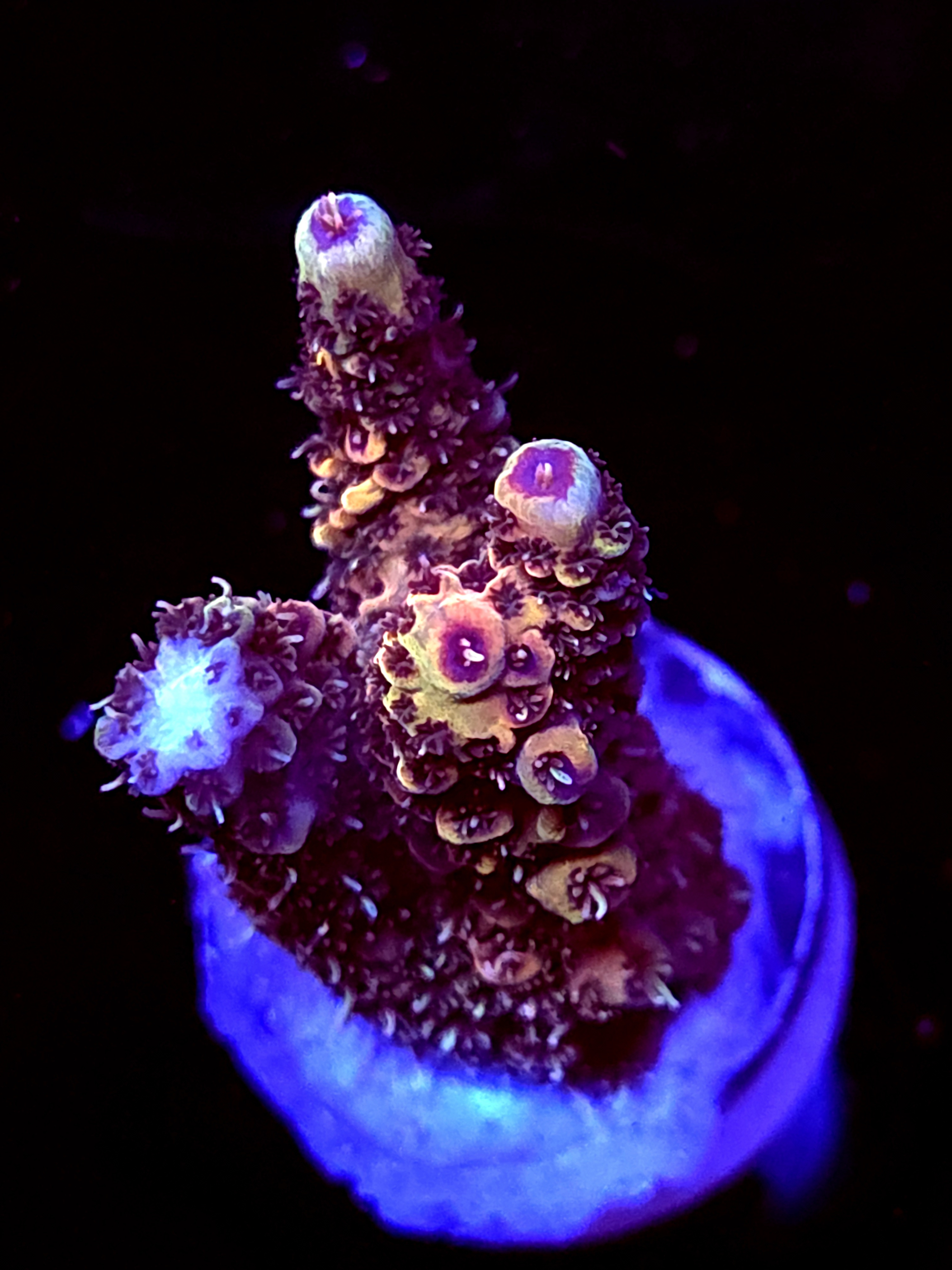 SBB "Grizzley Bear" Acro Medium 3 Branch