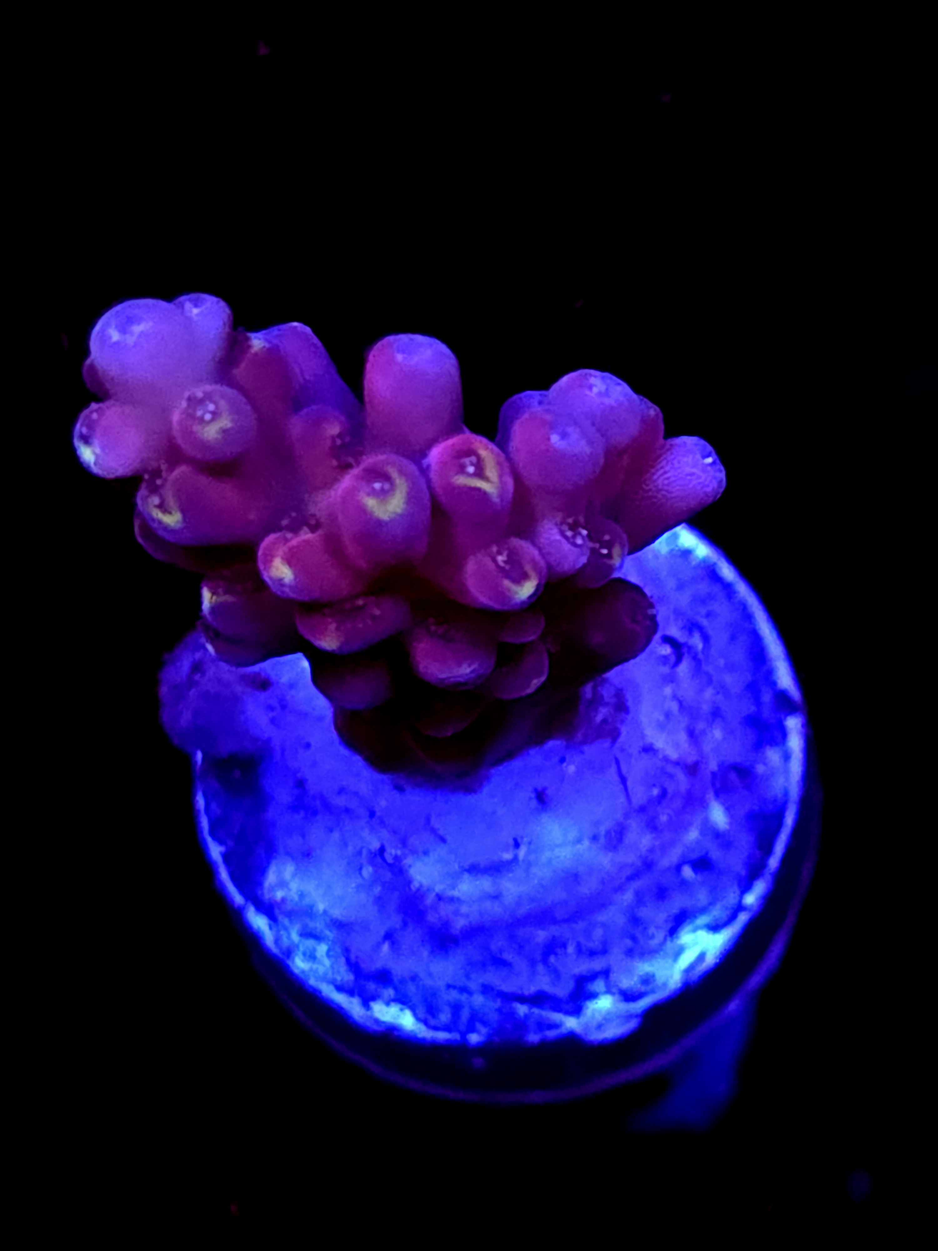 SBB "Candyland" Acro Medium Branch